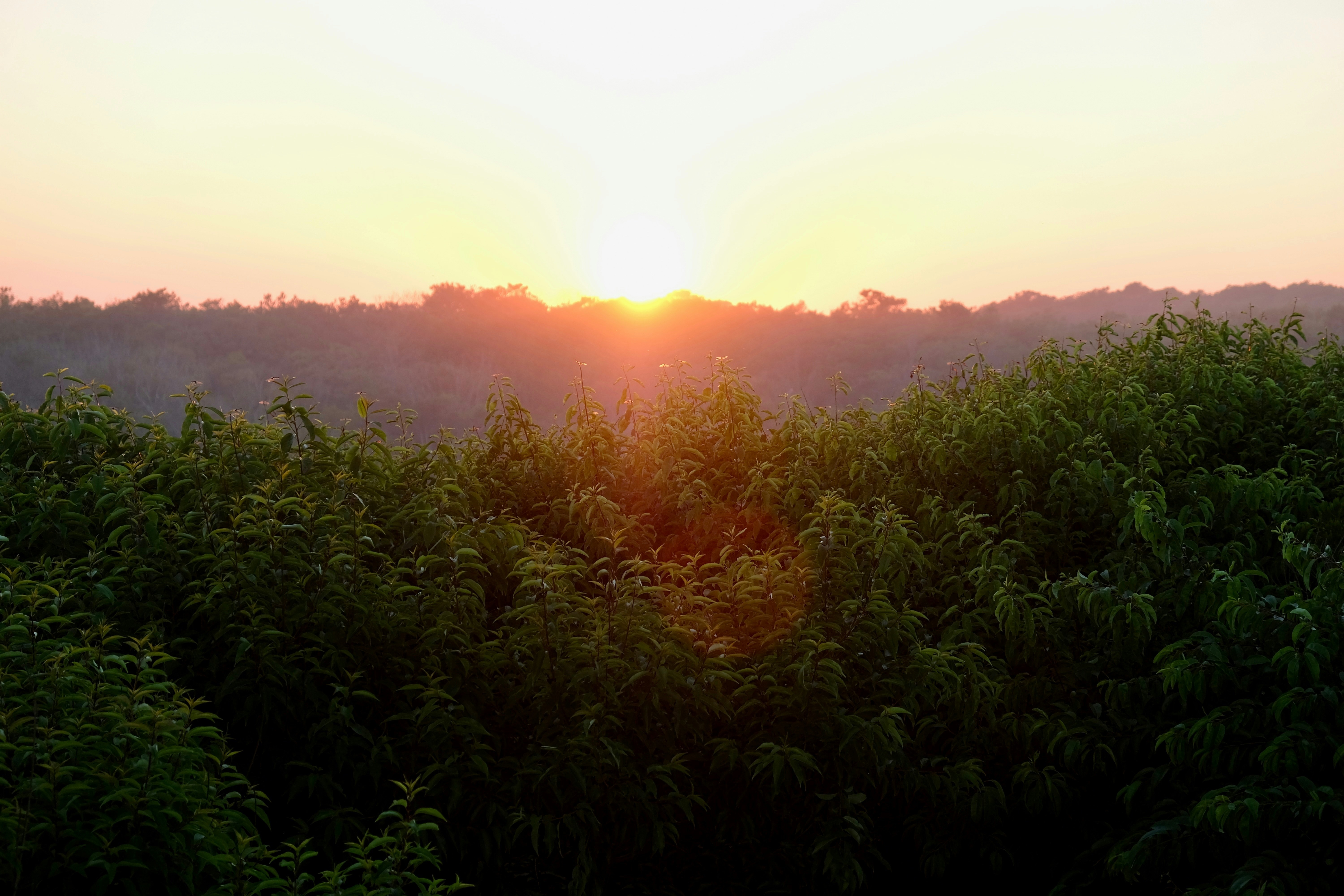 The sun is setting over the trees in the forest