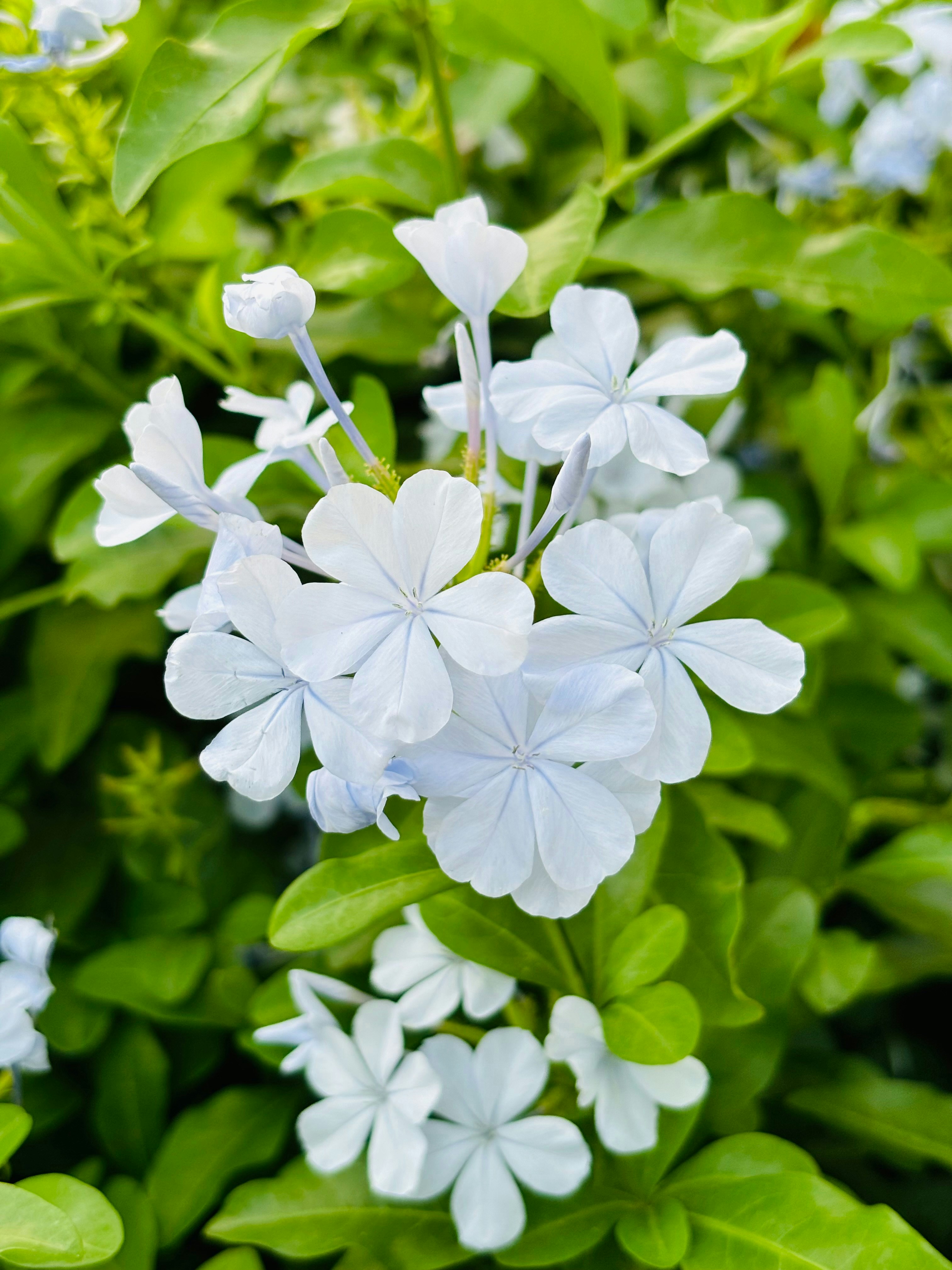 Photo by samanvitha_k