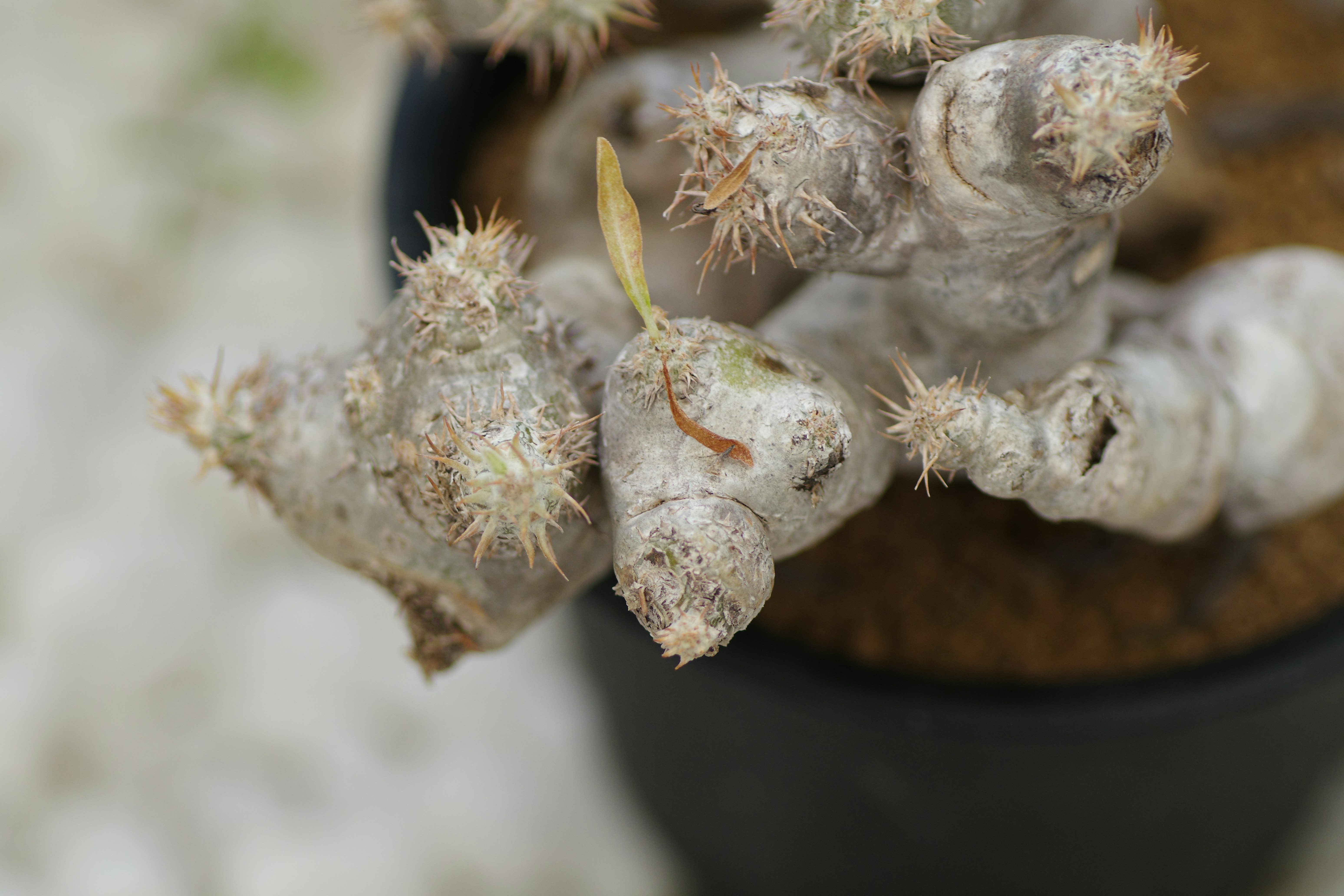 몬스테라 키우기 분갈이 시기와 방법 이미지2