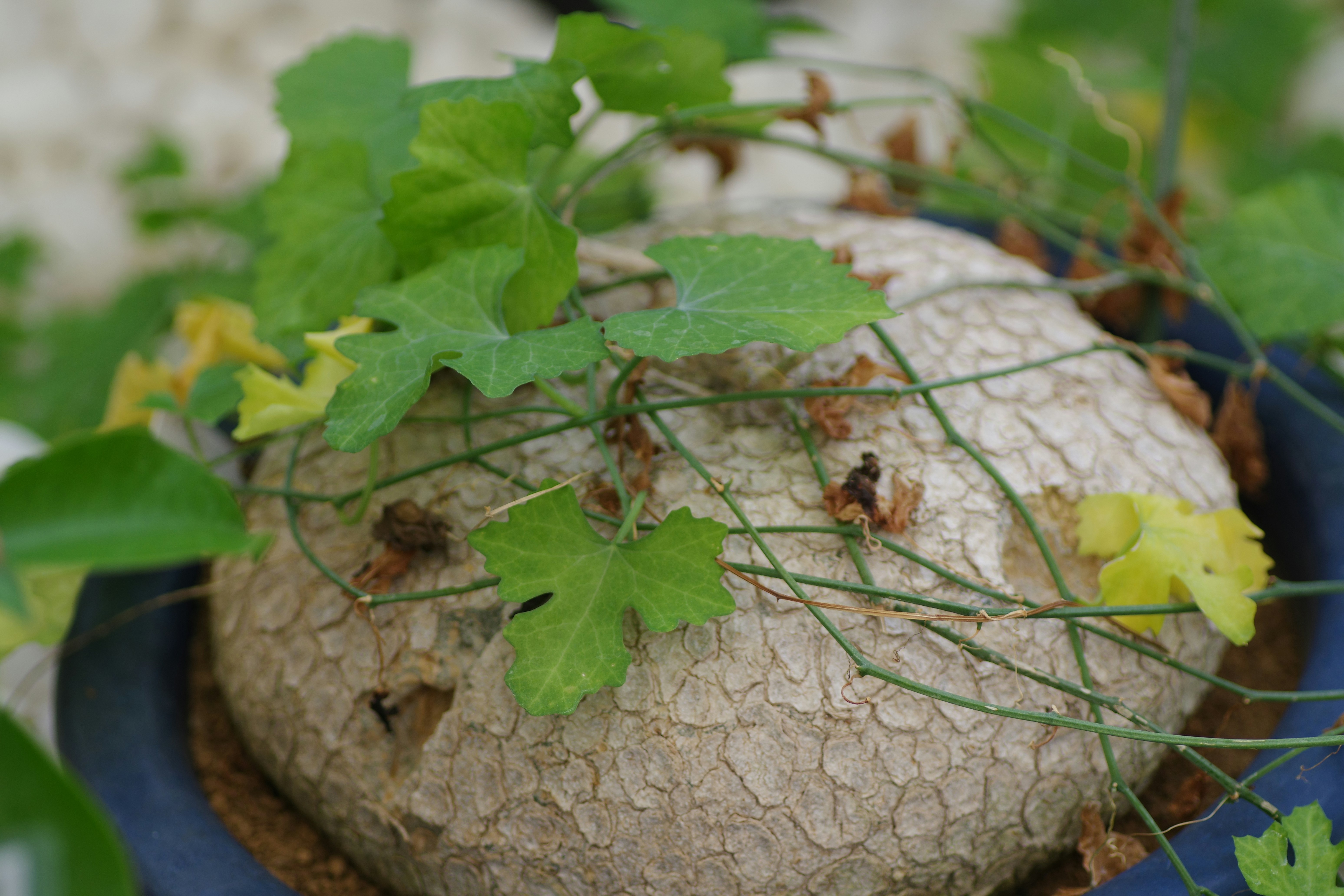 6 Plant-Based Meal Ideas for Nature Retreats