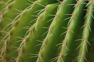 A close up of a green cactus plant