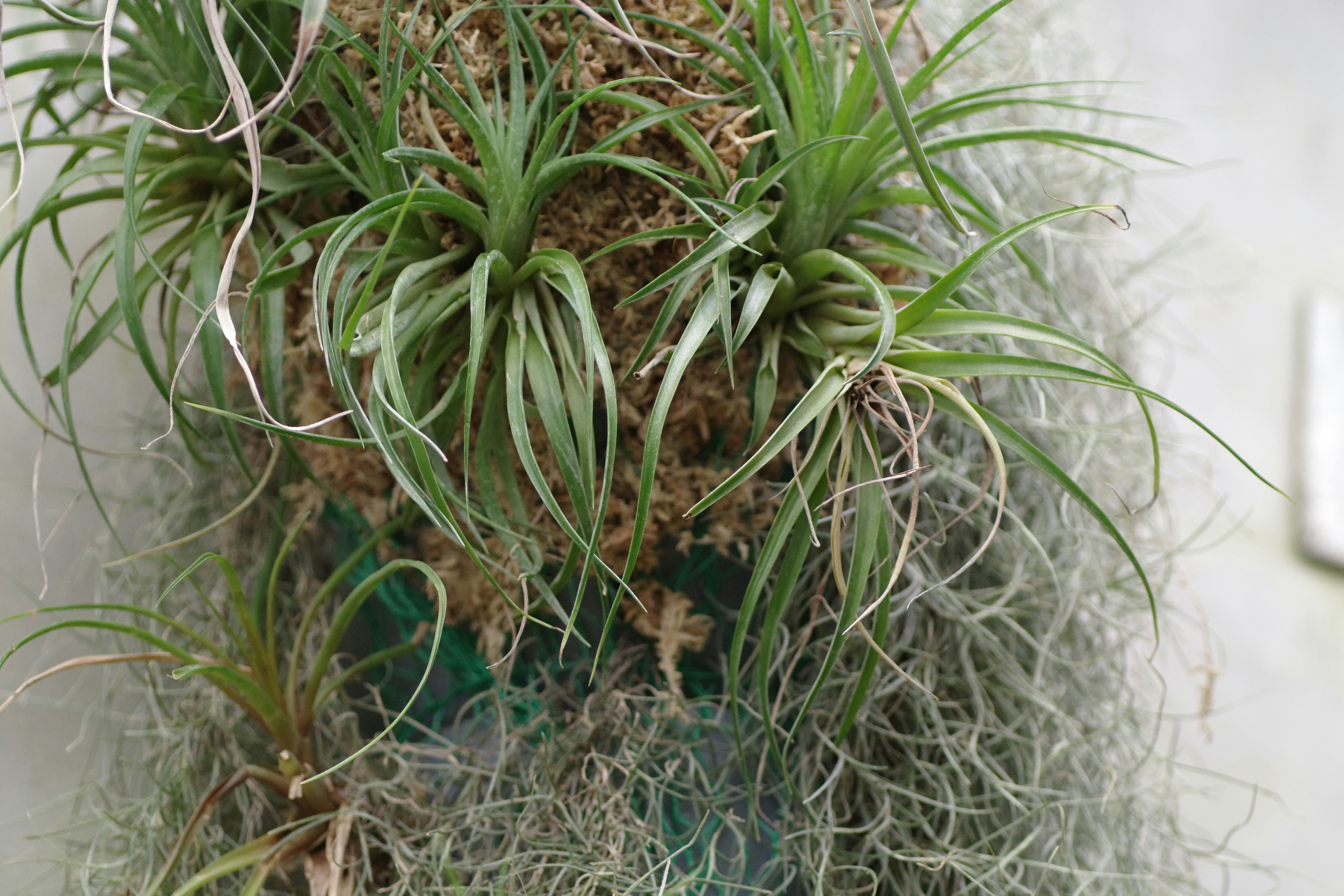 decor image