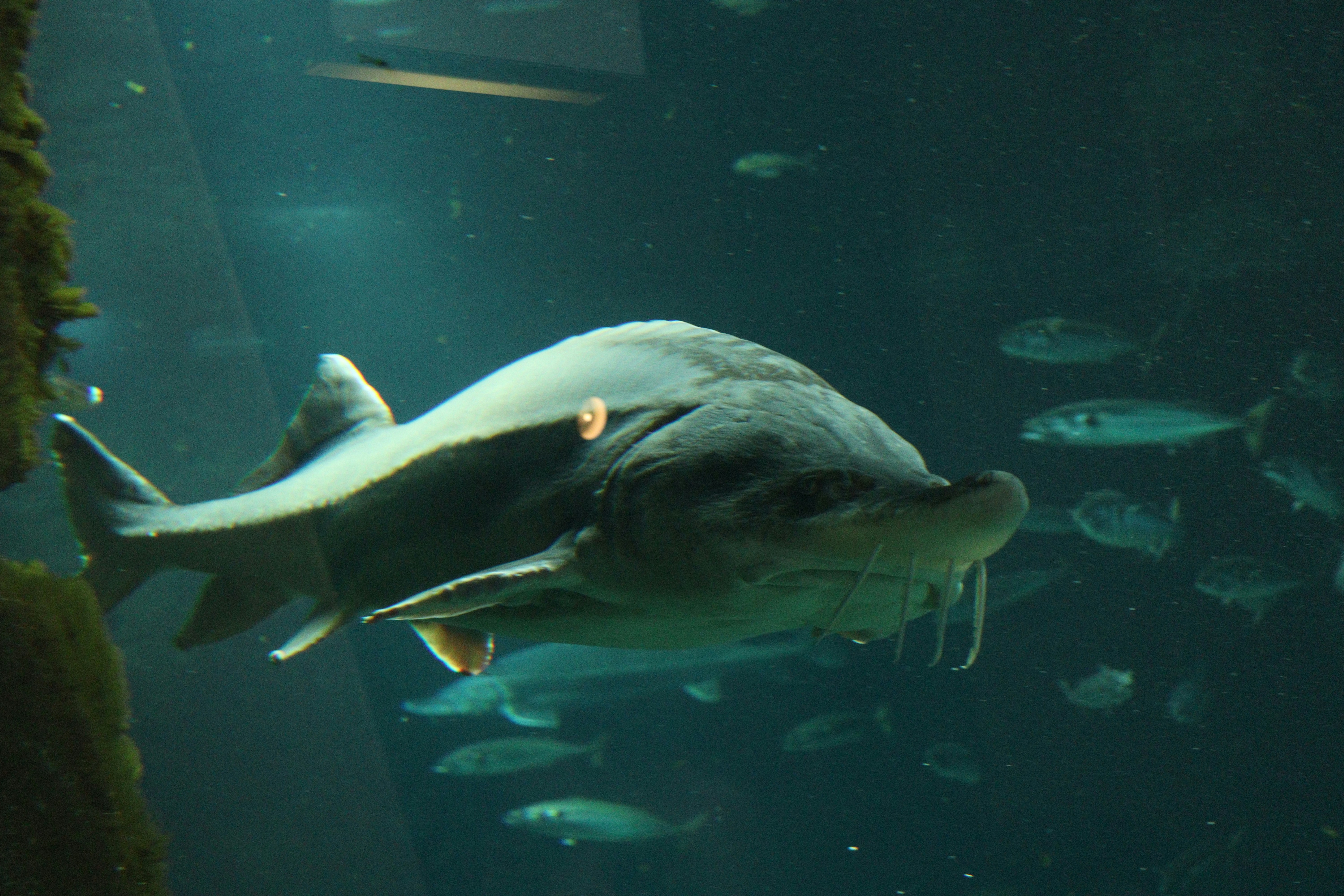 A large fish swimming in a large aquarium