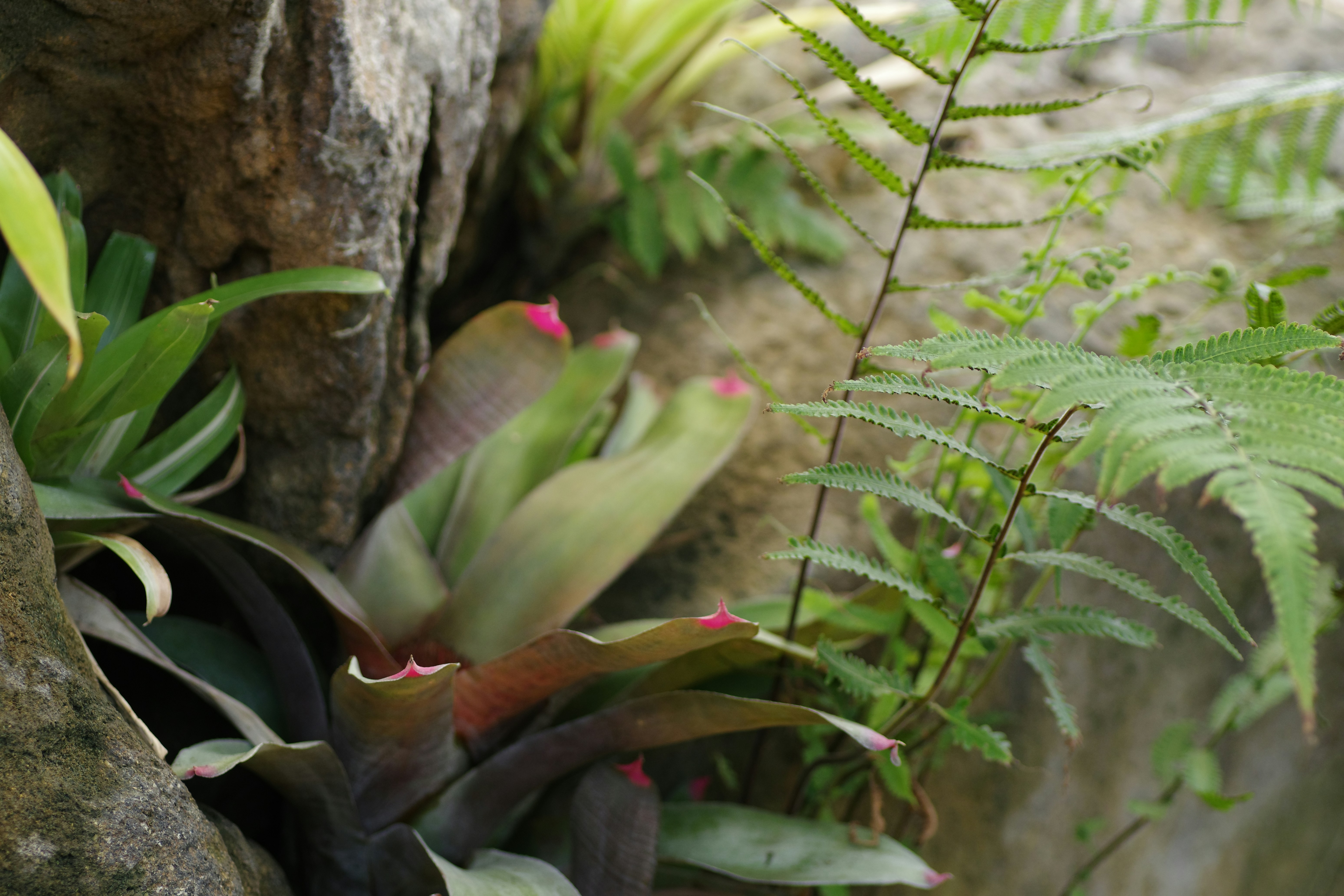 photo-1722099405266-19c3e4dbffb8?ixid=M3wxMjA3fDB8MXxzZWFyY2h8N3x8ZXBpcGh5bGx1bSUzQSUyMGdyb3dpbmclMjBiZWF1dGlmdWwlMjBvcmNoaWQlMjBjYWN0dXMlMjBhdCUyMGhvbWV8ZW58MHx8fHwxNzUyMDA3NzYzfDA\u0026ixlib=rb-4.1.0