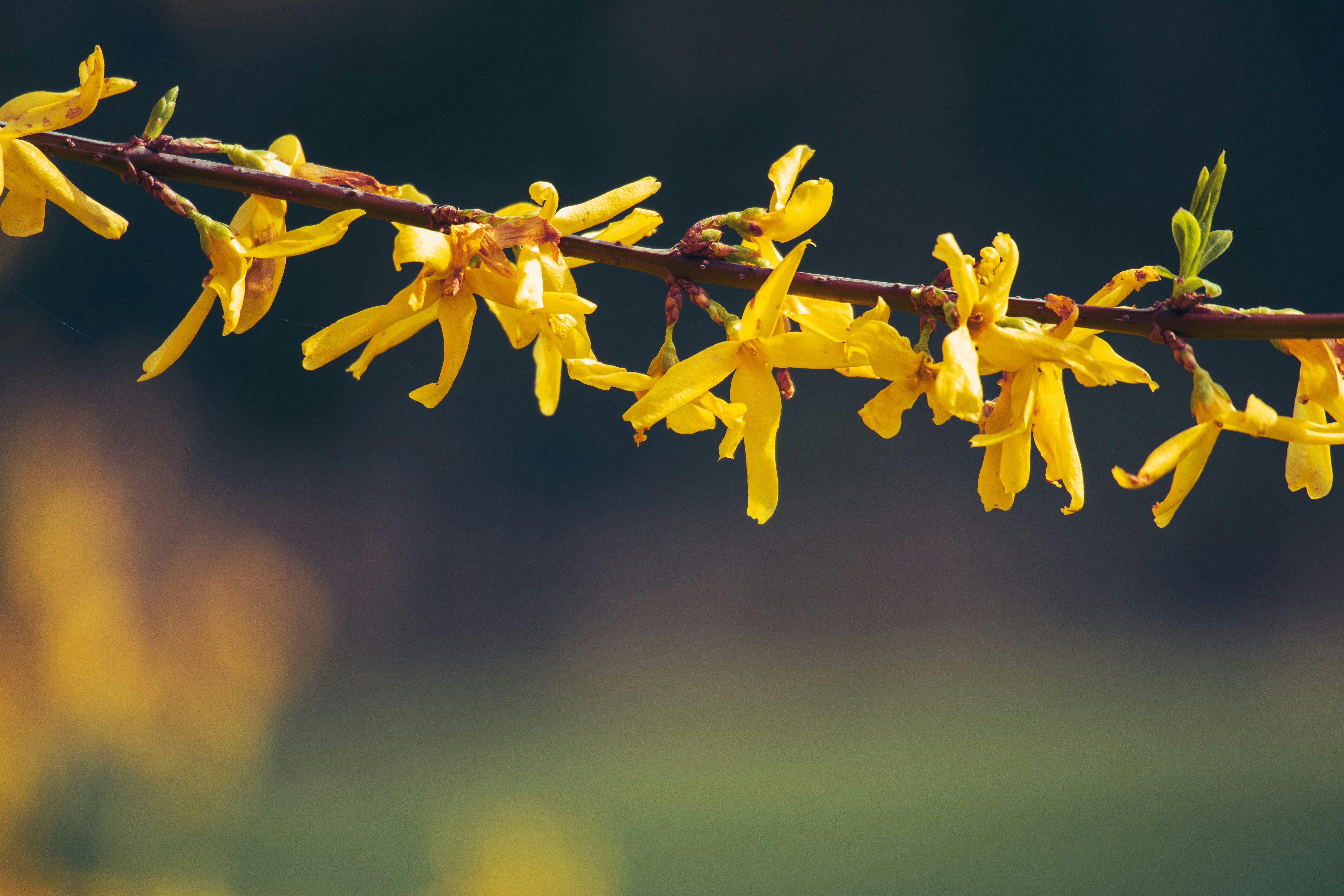 Photo by artur_luczka