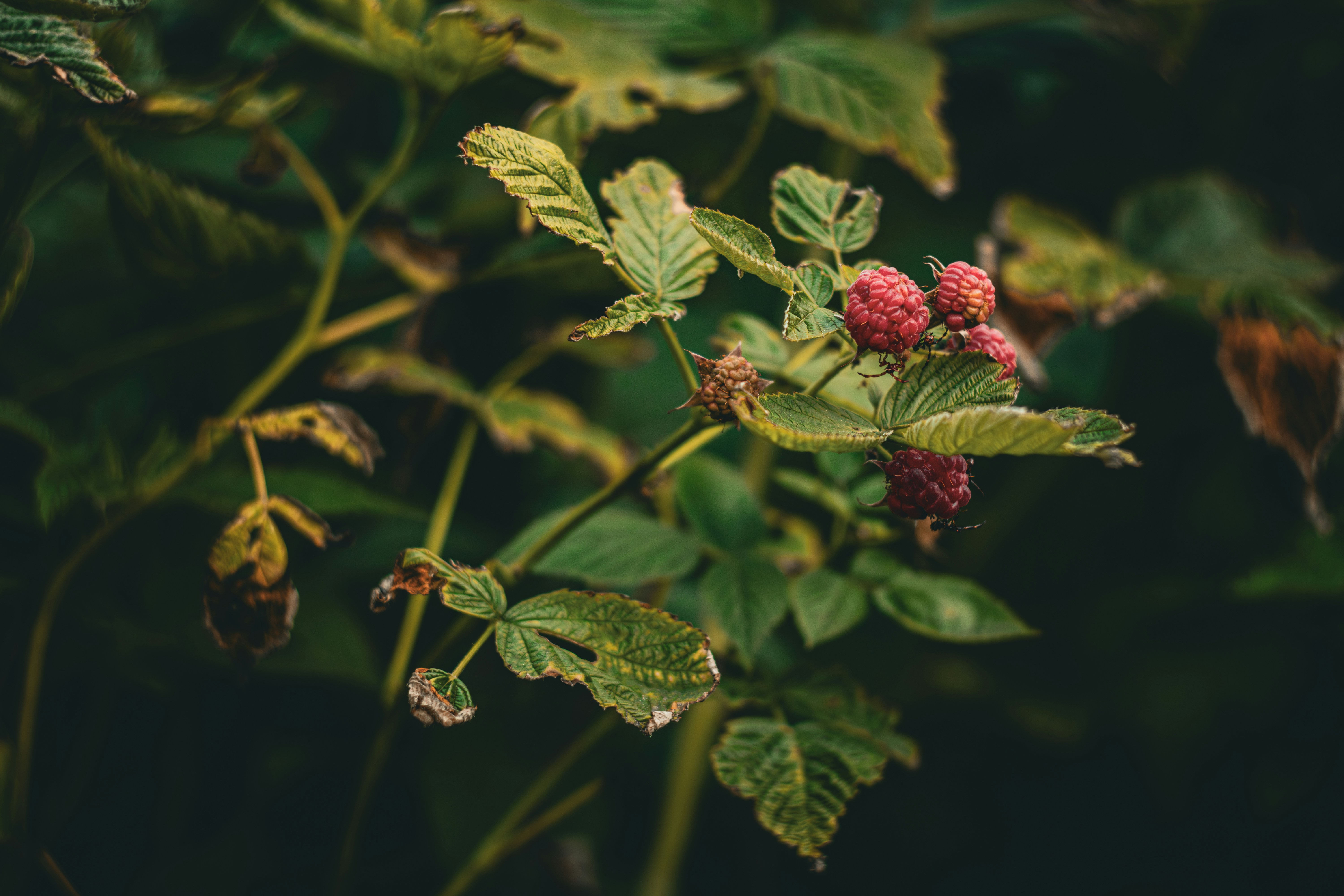 Photo by artur_luczka