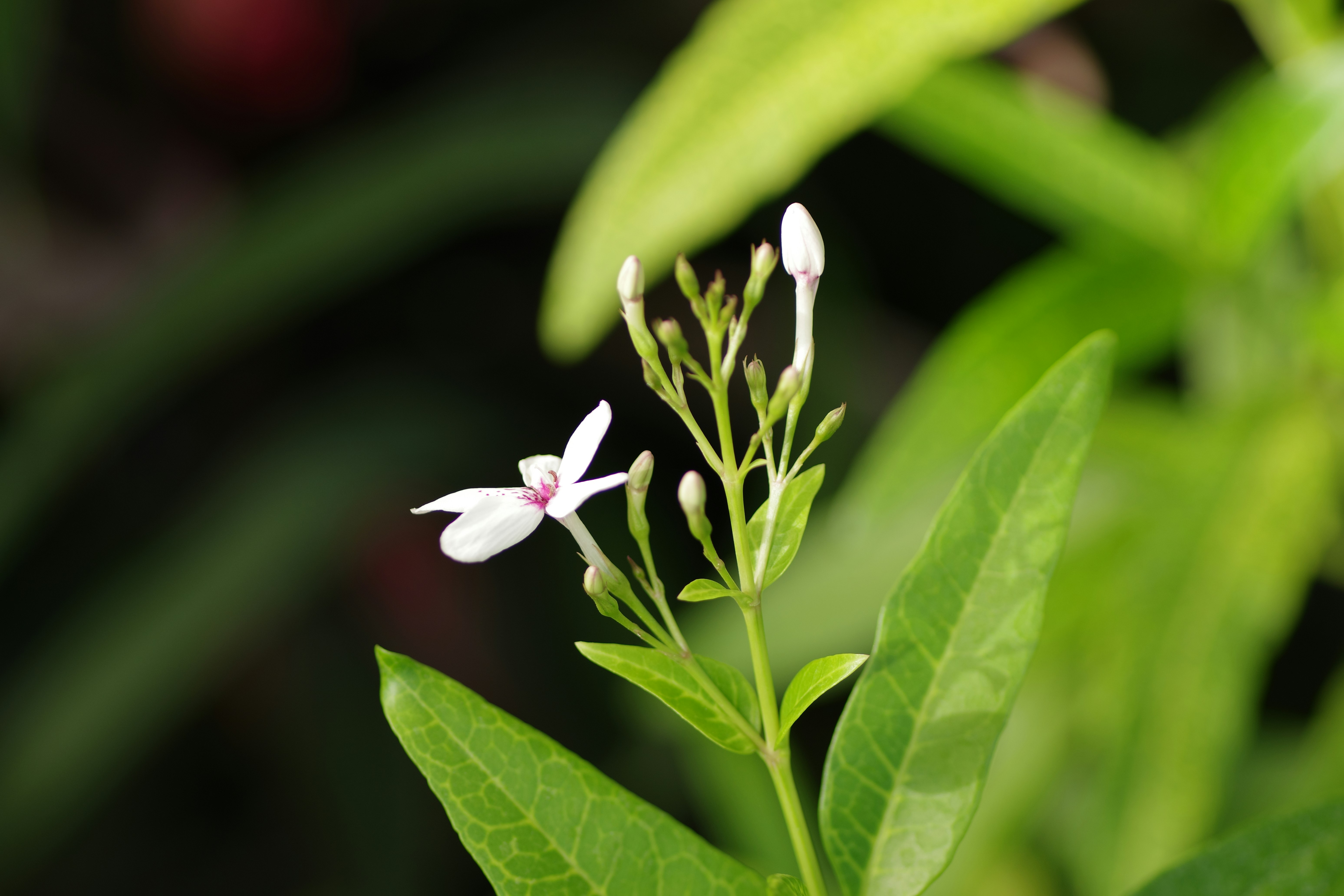 Beautiful green and flower garden、新緑と美しい花が織りなす絶景 A superb view of fresh greenery and beautiful flowers