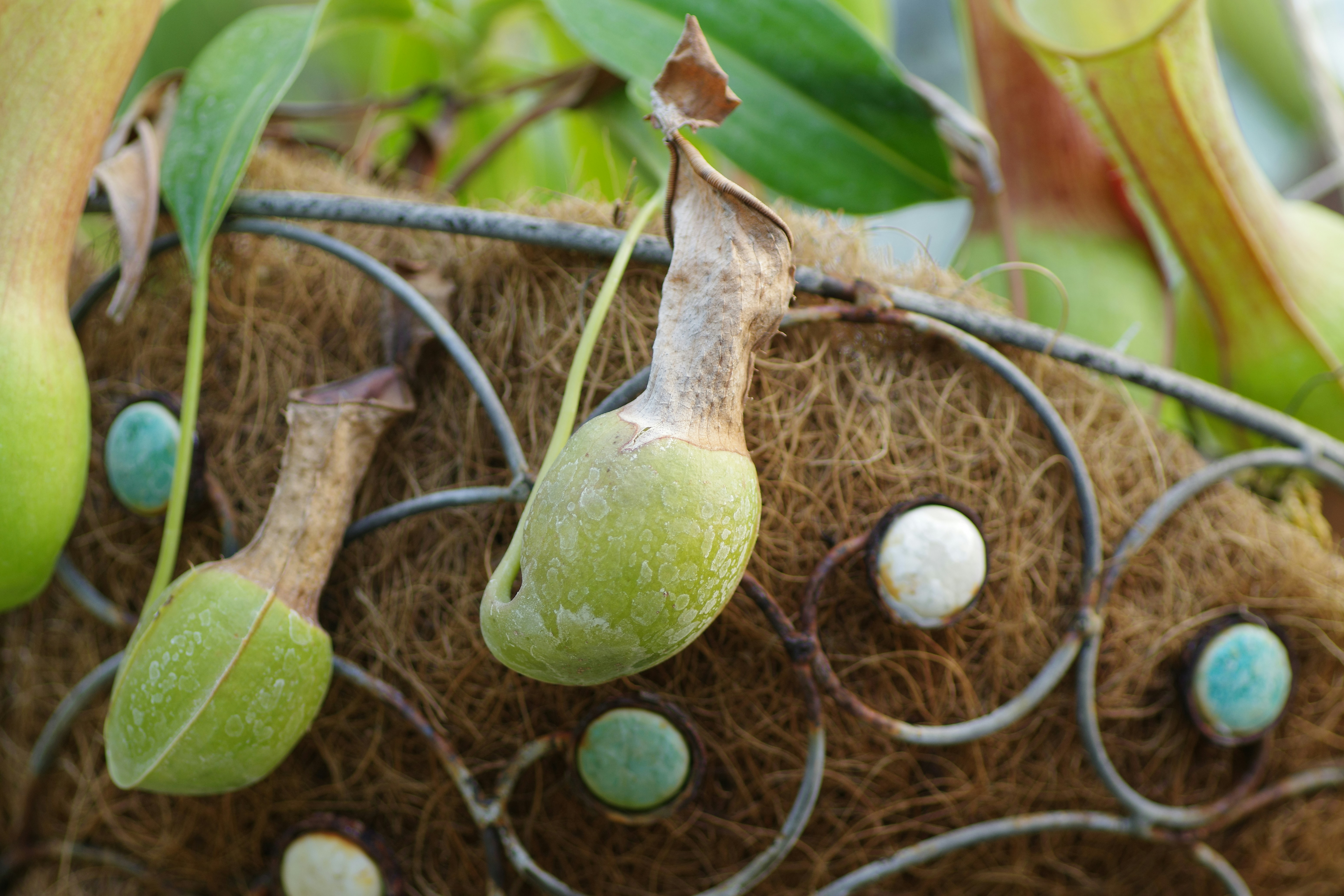 바질 키우기 씨앗부터 수확까지 단계별 가이드 이미지2