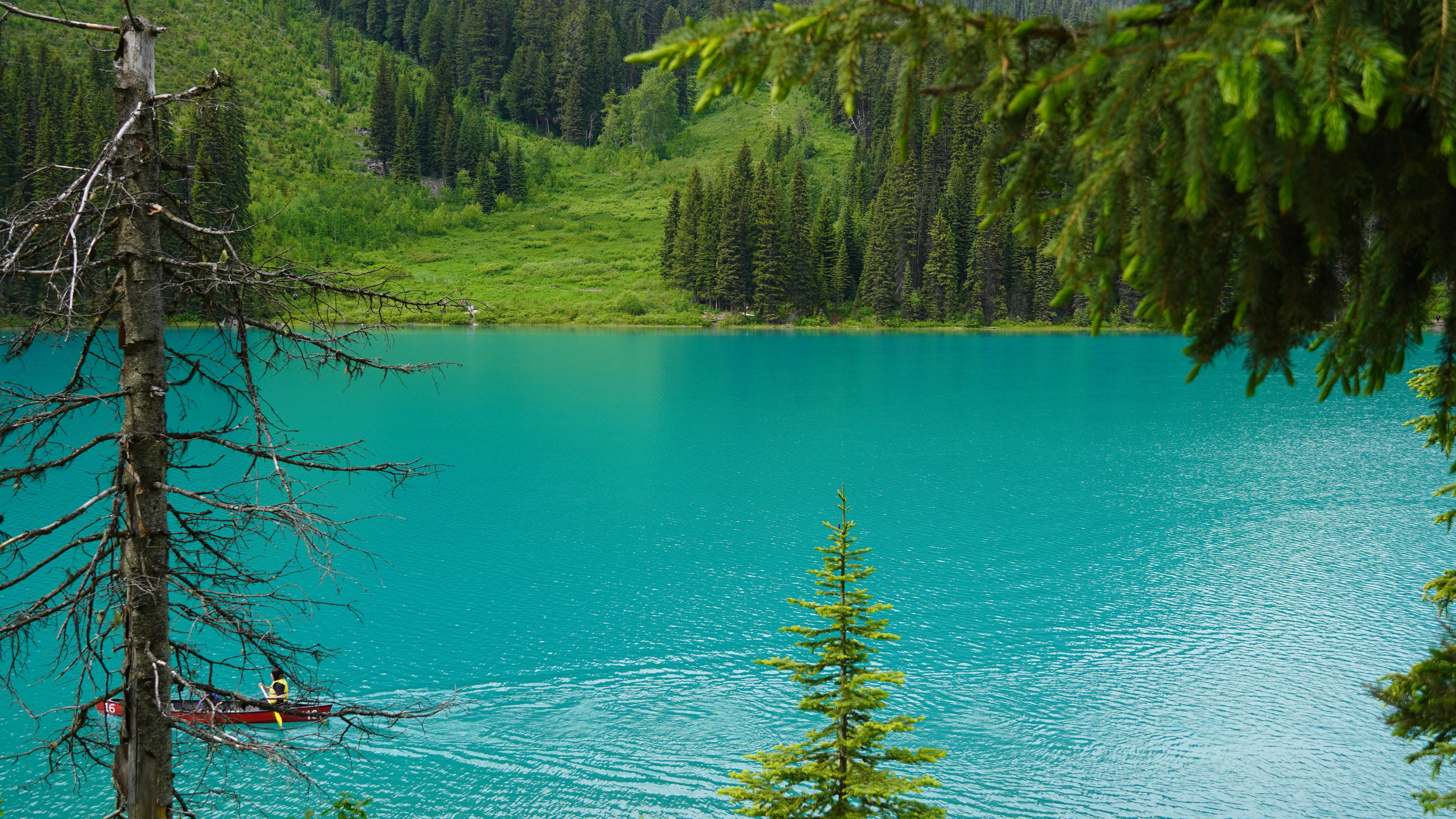 A large body of water surrounded by trees
