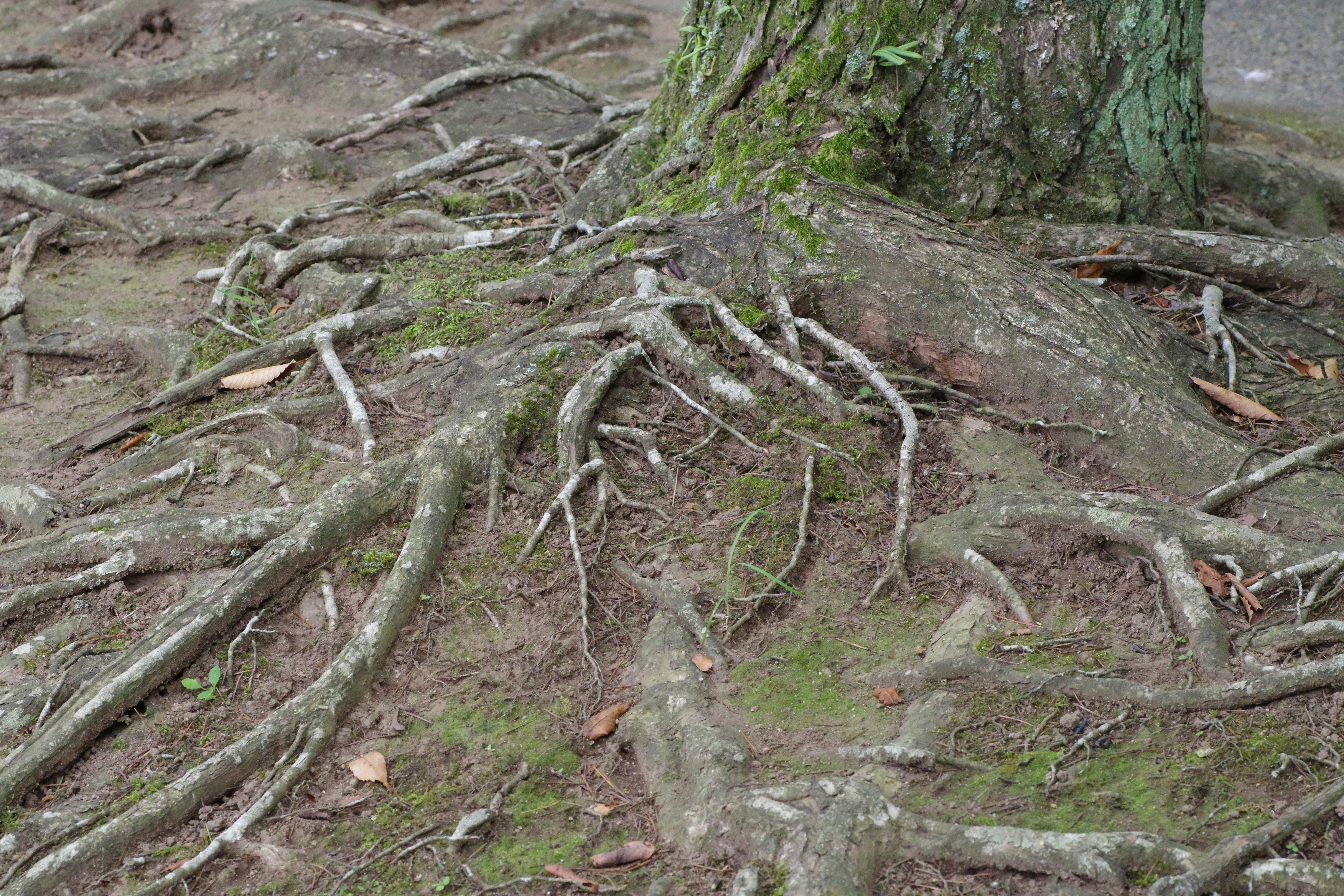 Root Systems Go Crazy (image credits: unsplash)