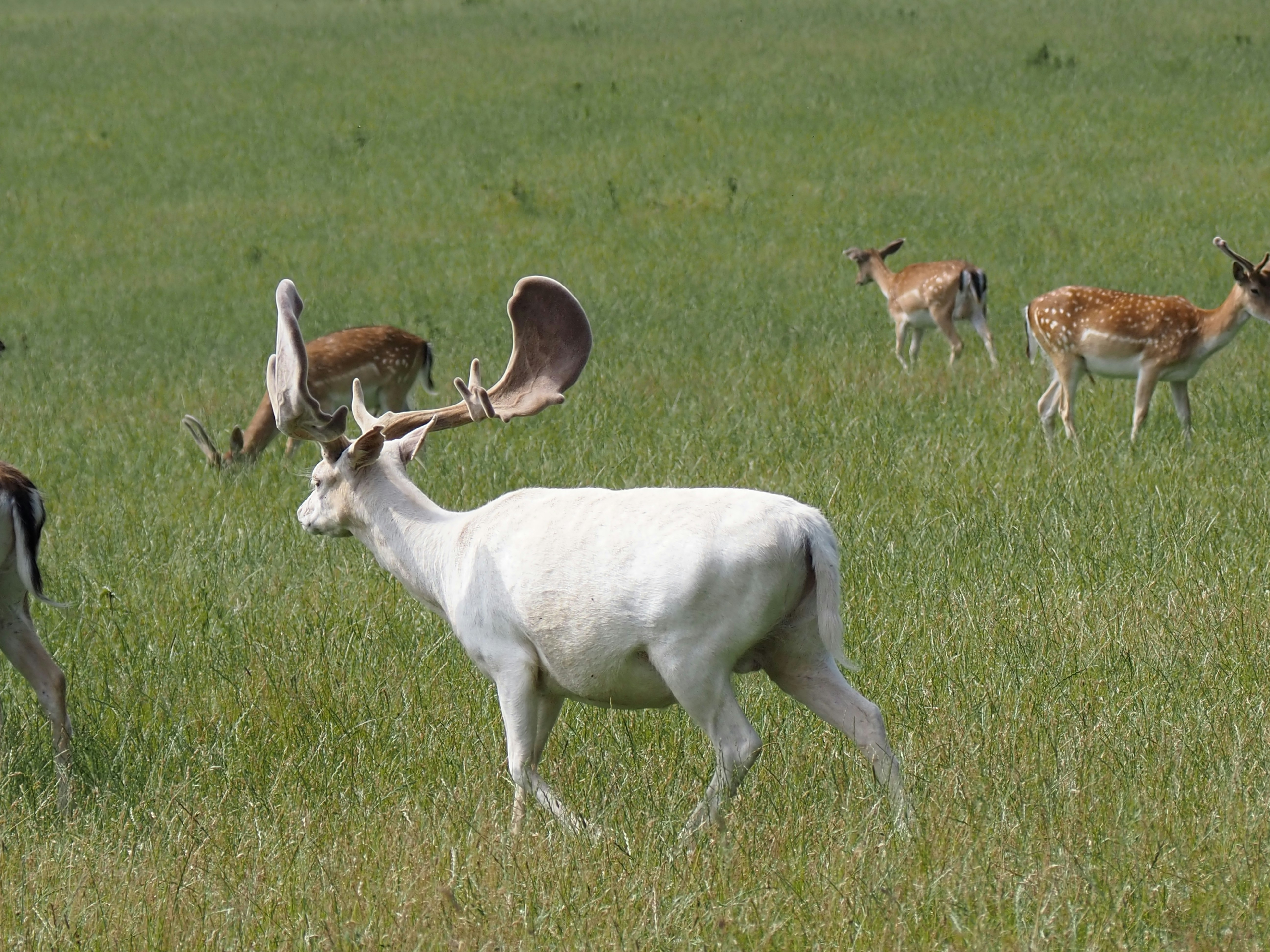 A herd of deer standing on top of a lush green field