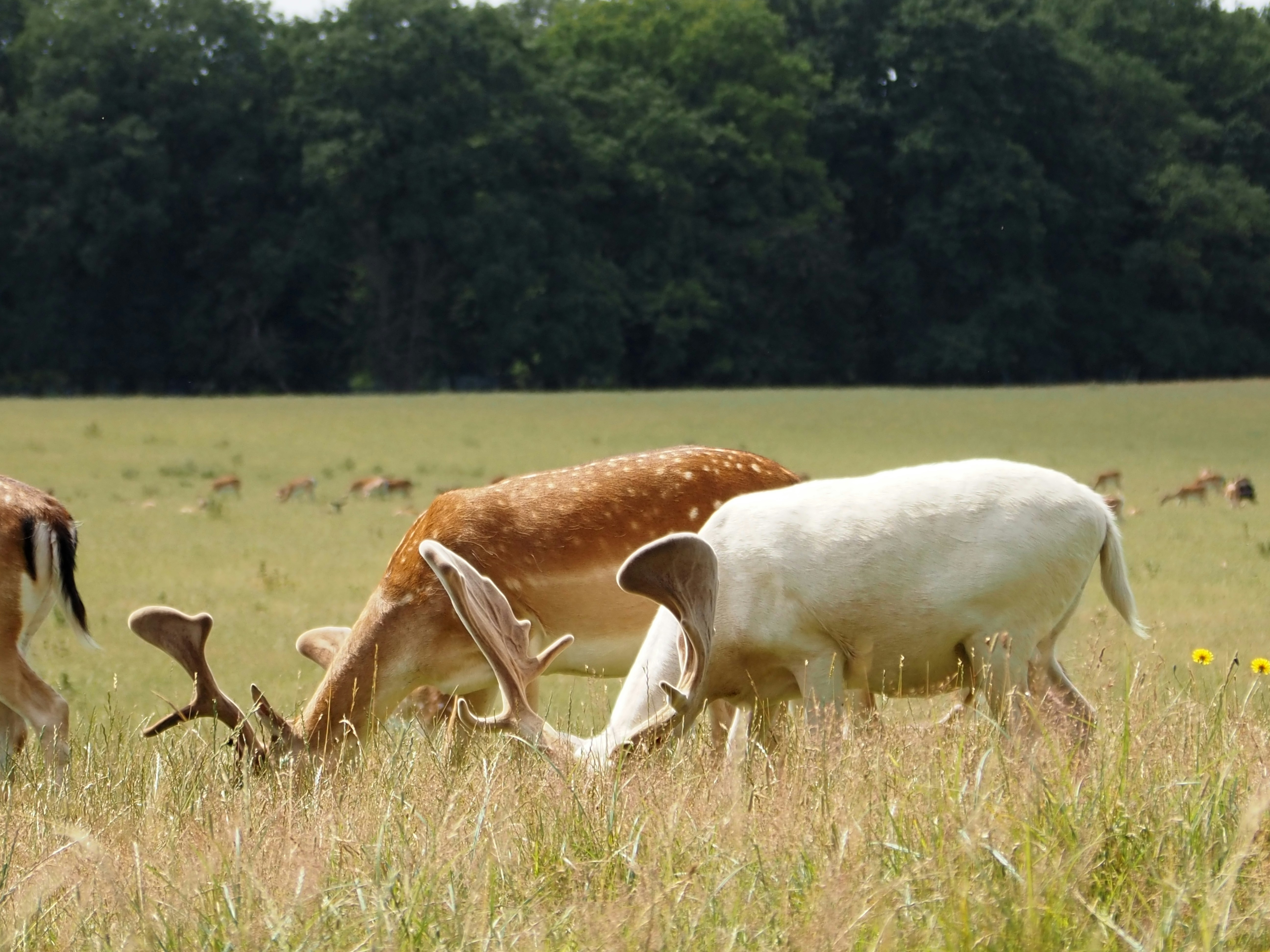 Photo by jackalope00