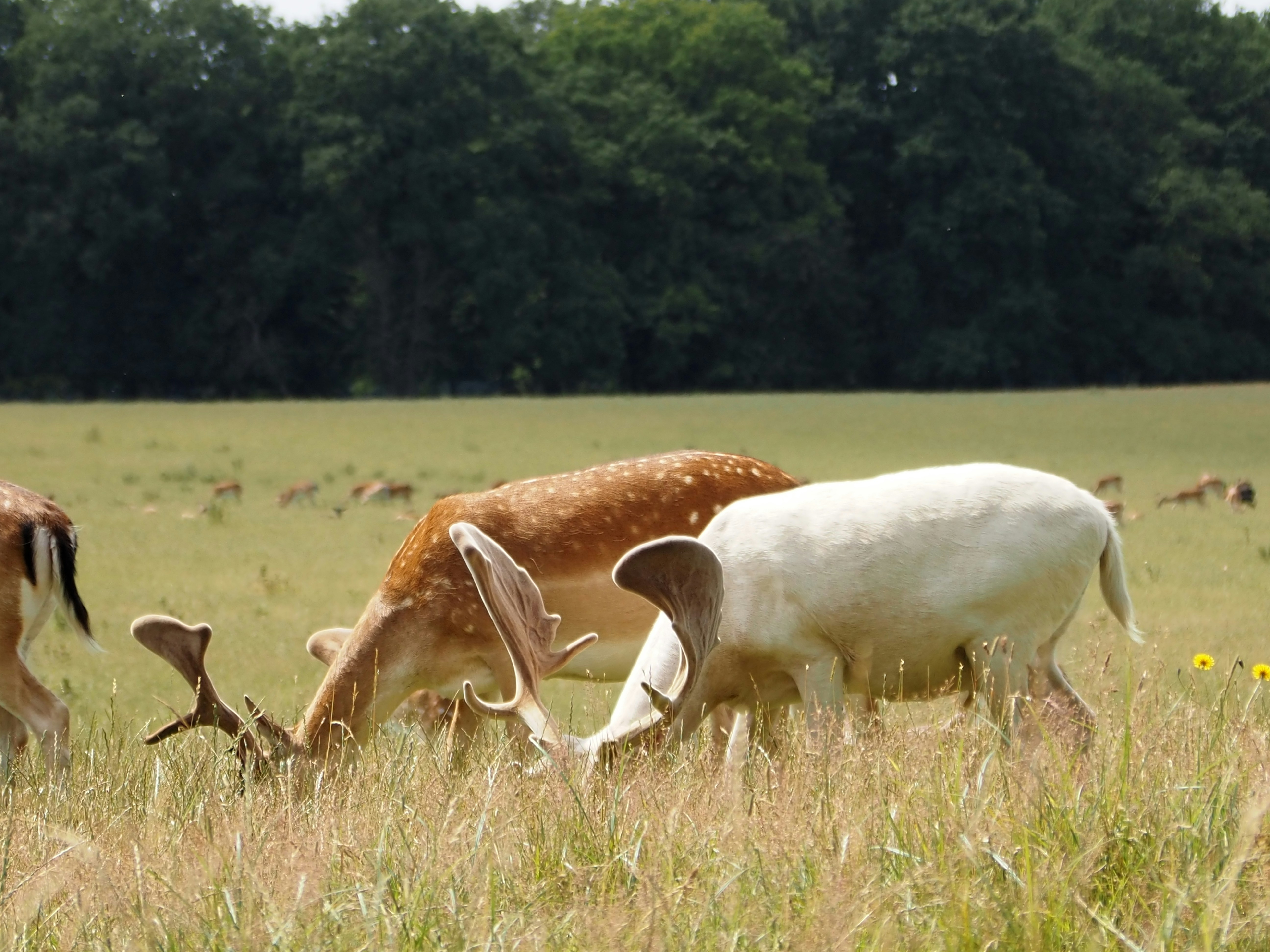 Photo by jackalope00