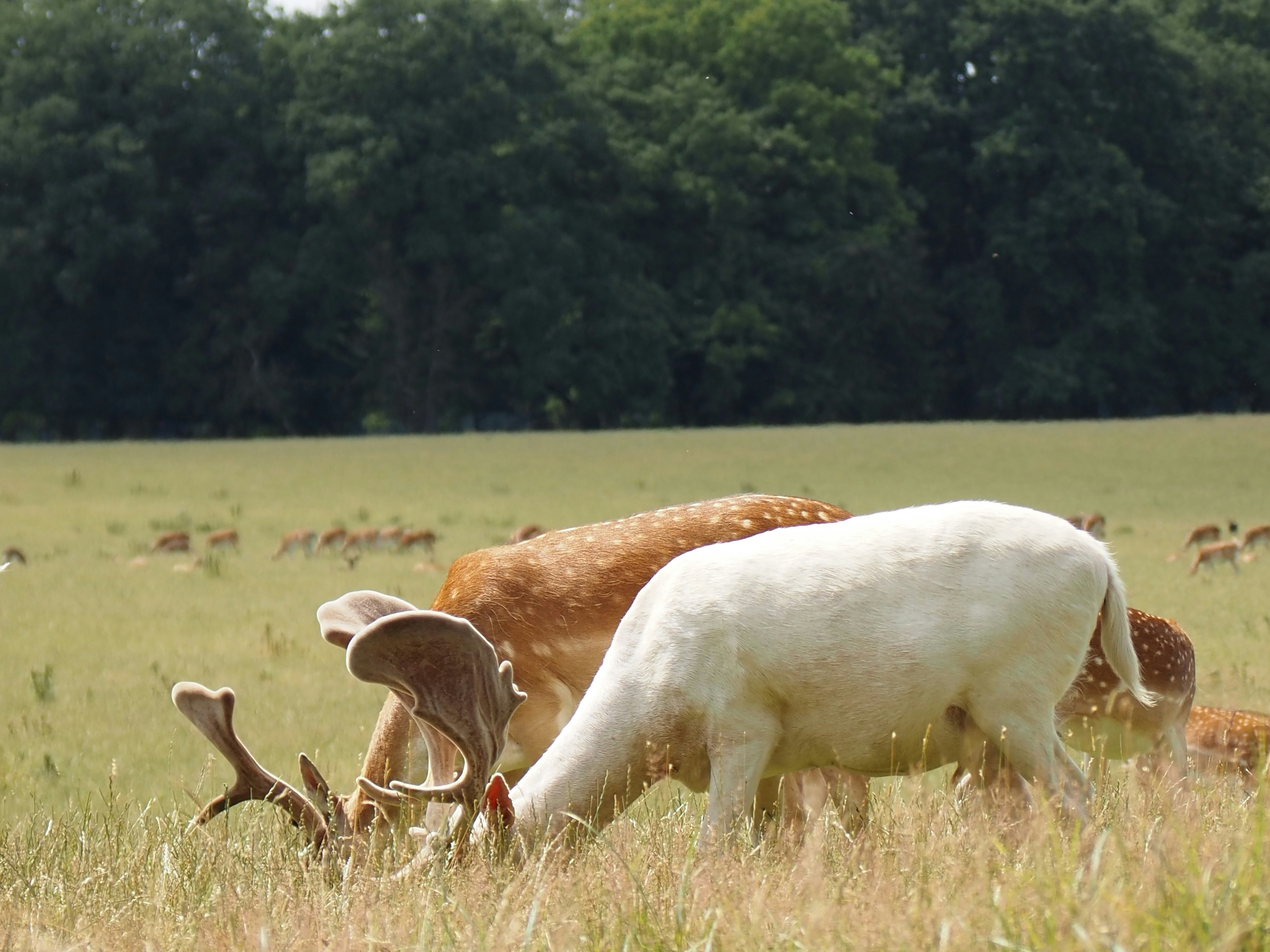 Photo by jackalope00