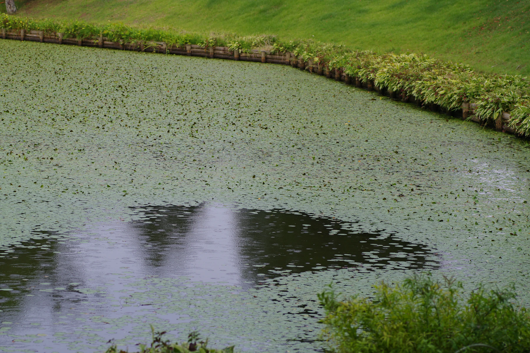 A still pond covered in floating weed with a grassy bank behind it