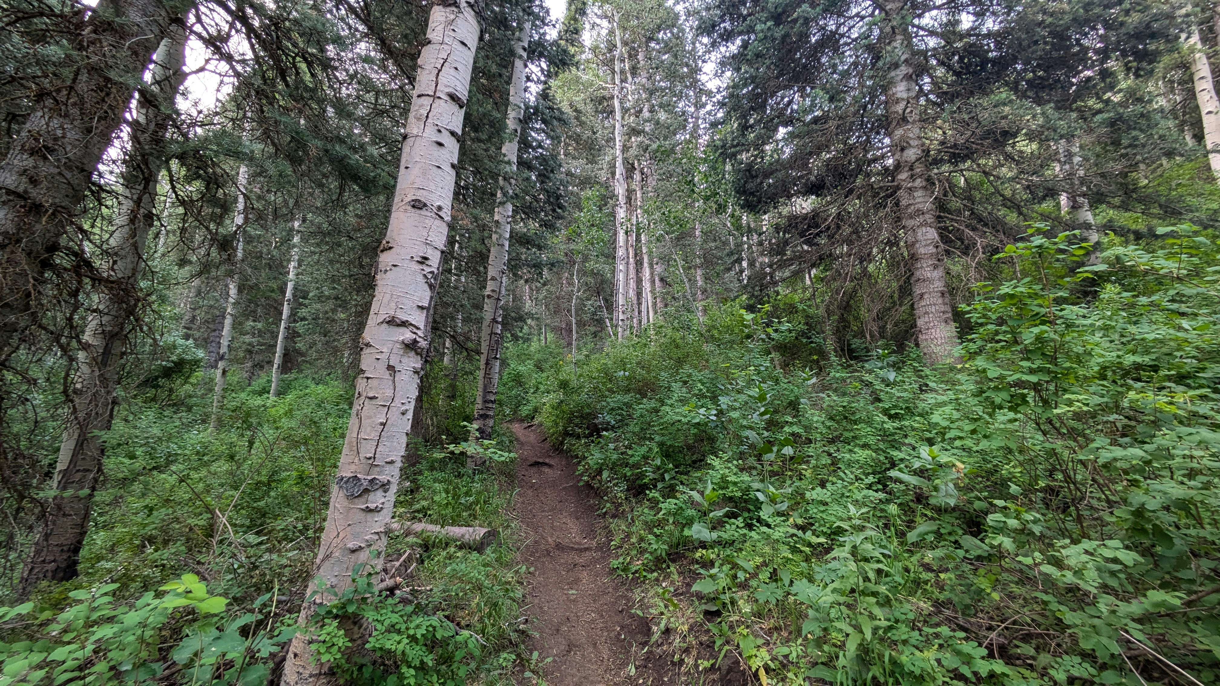 A trail in the woods with lots of trees