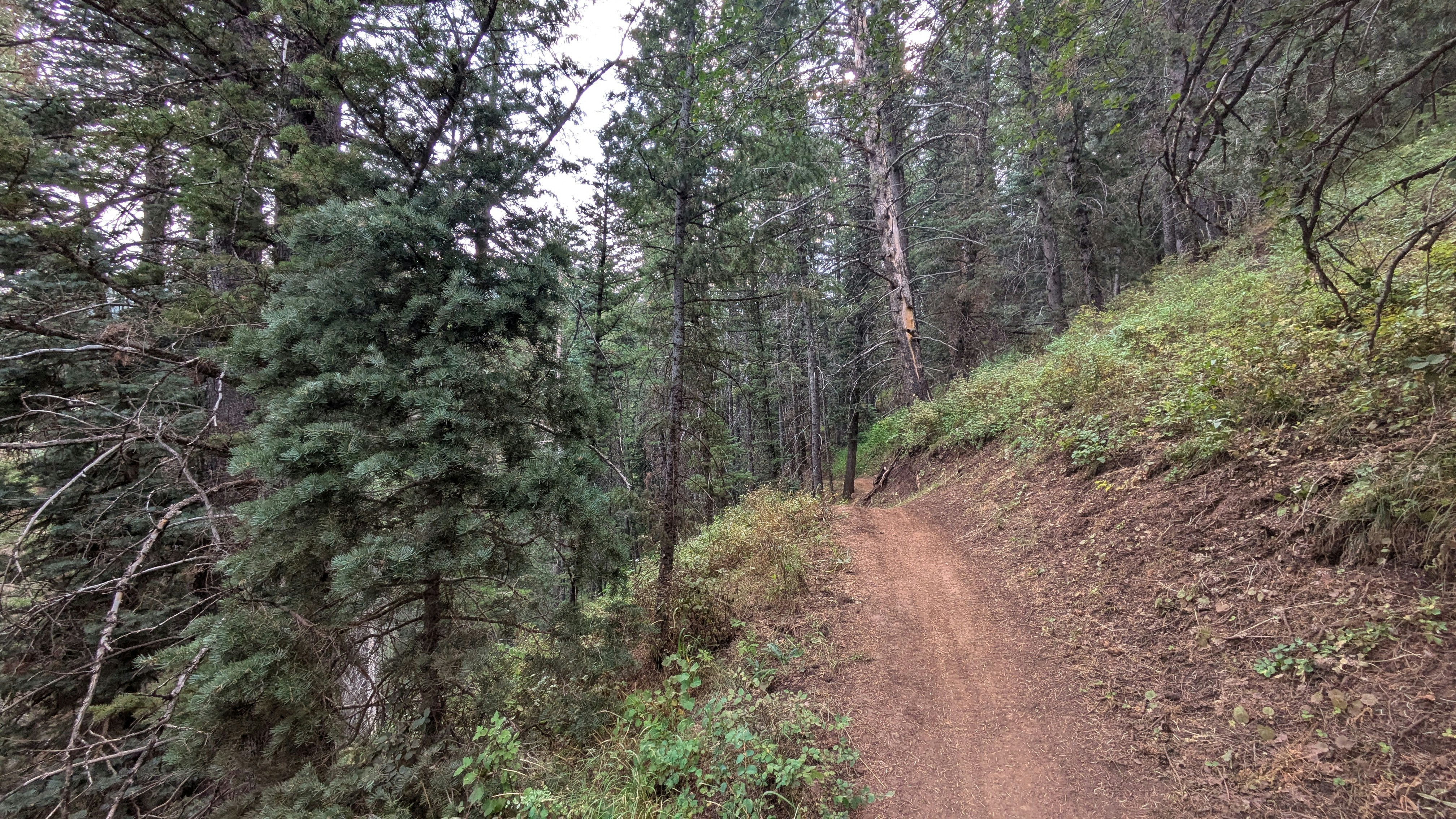 A dirt road in the middle of a forest