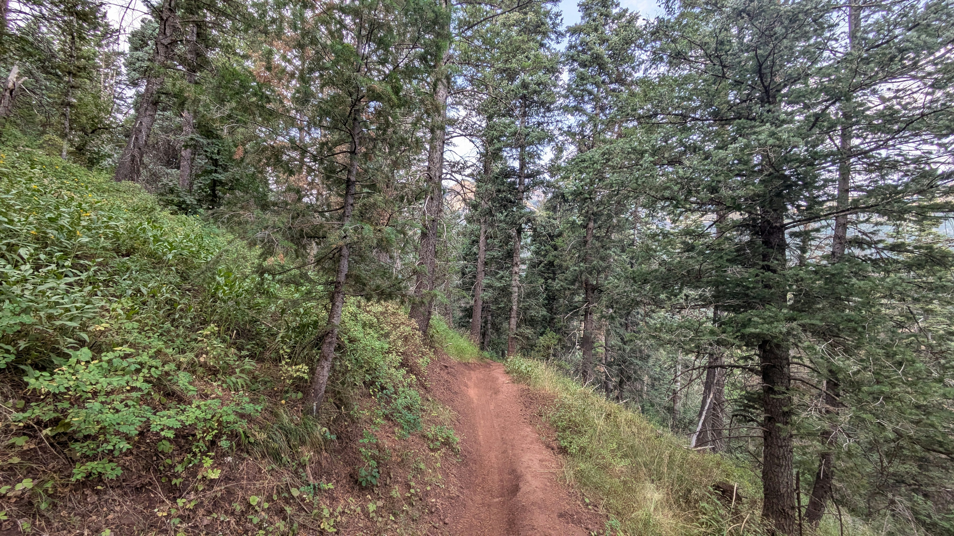 A dirt road in the middle of a forest