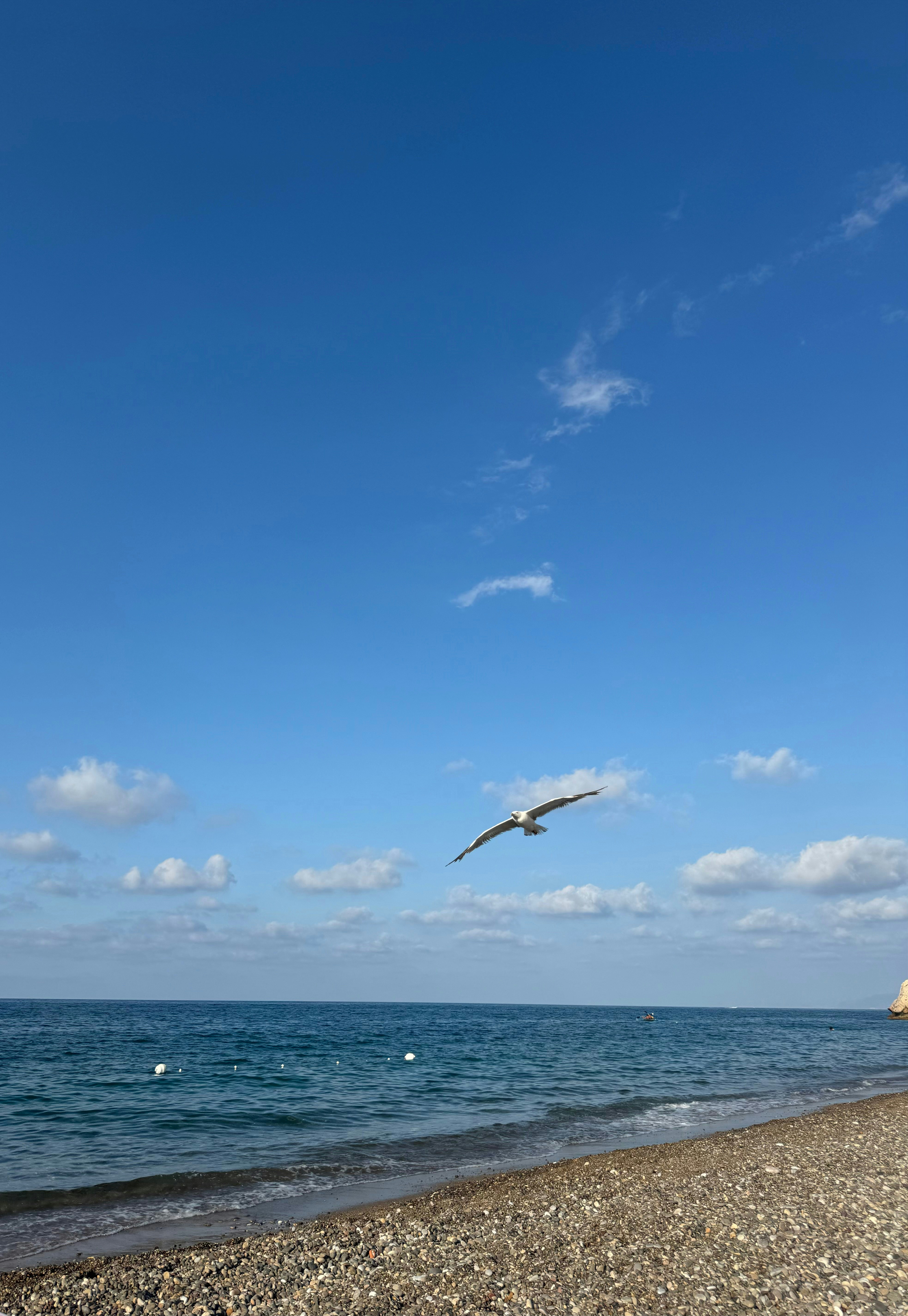 A seagull flying over a rocky beach on a sunny day