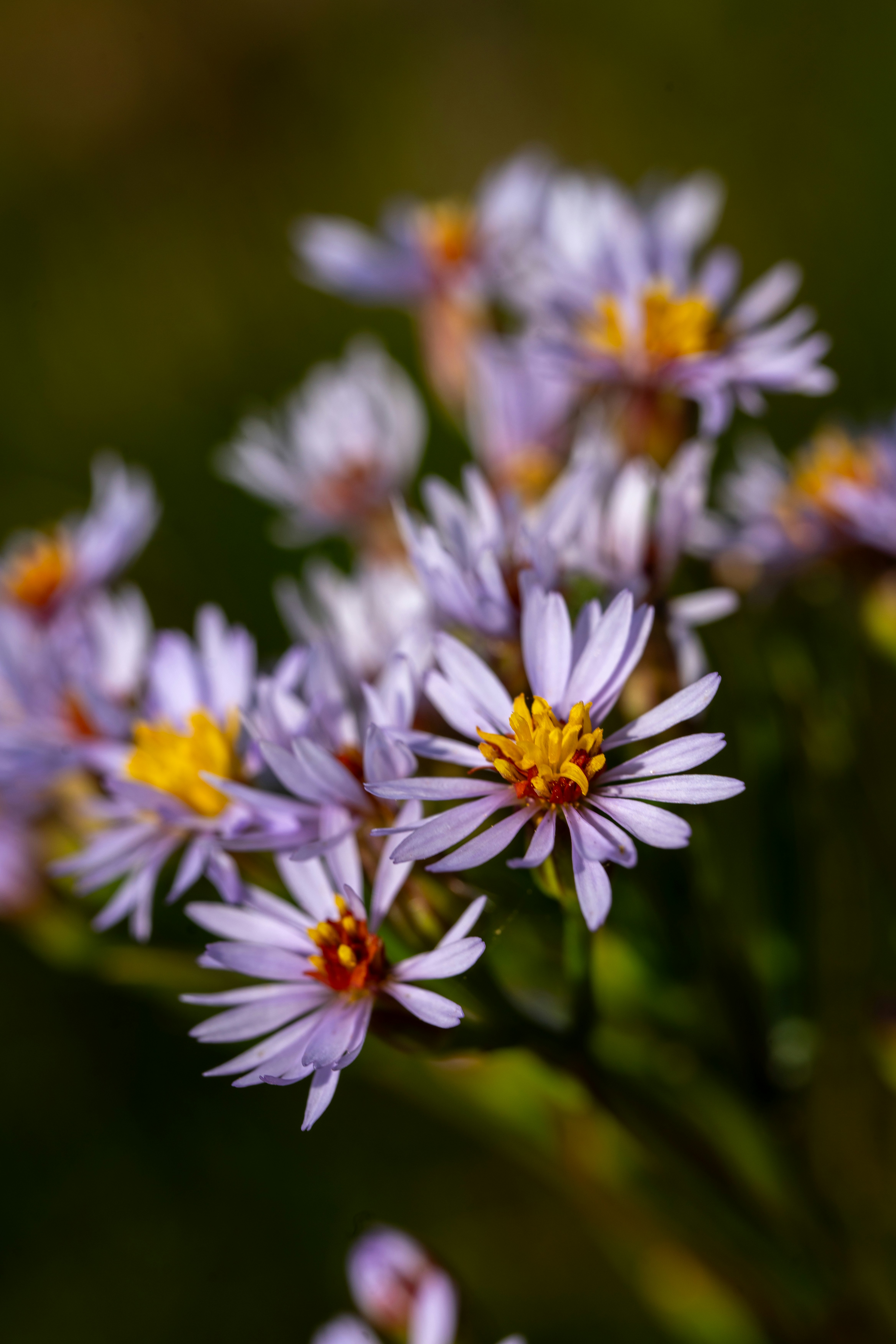 Photo by henrikson