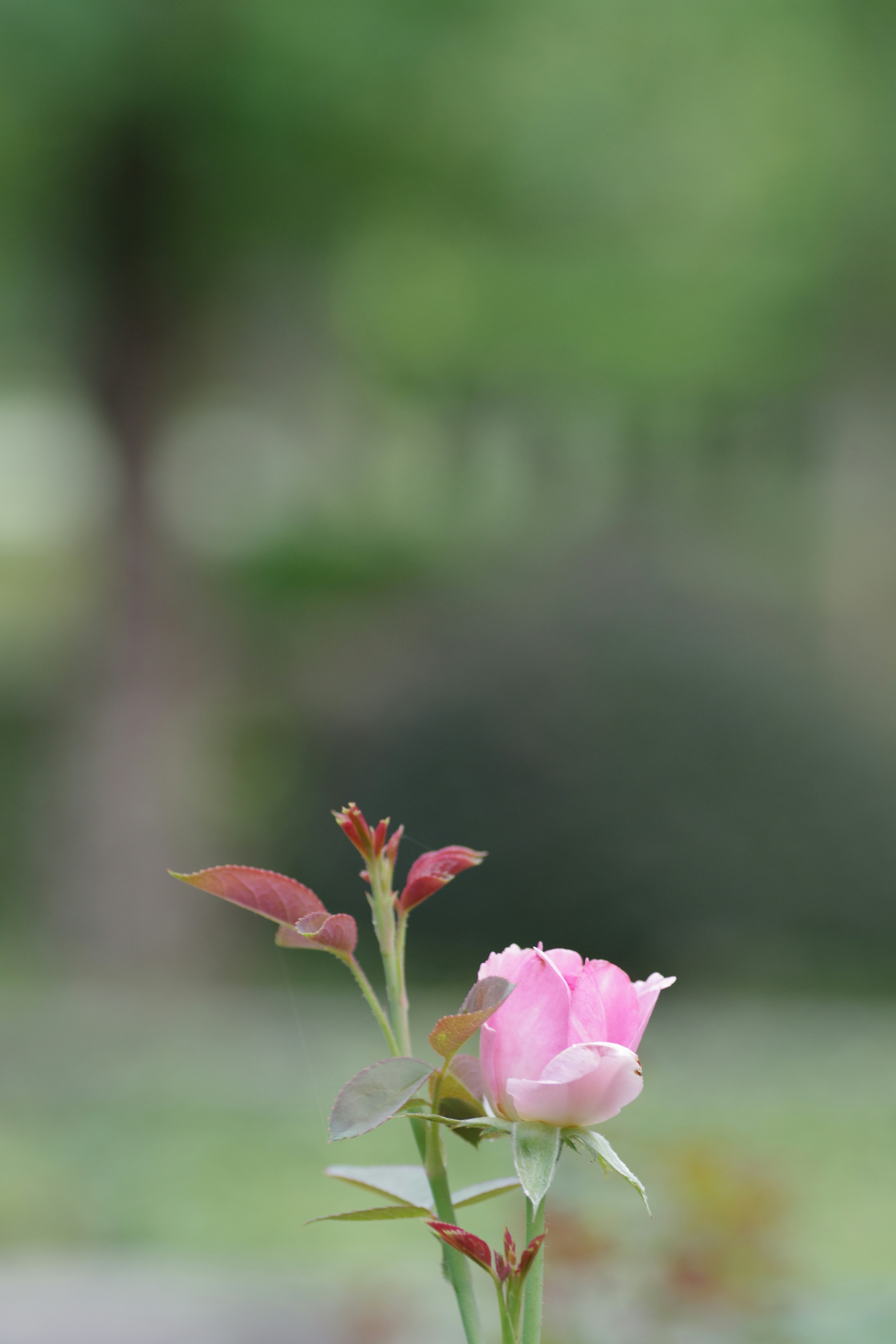 Photo by naopp