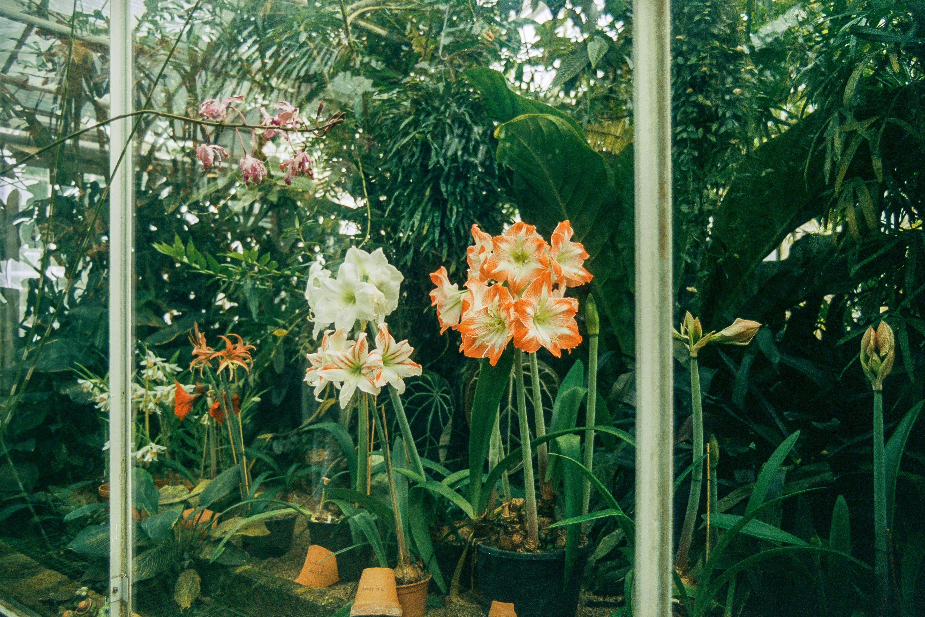 A bunch of flowers that are inside of a building