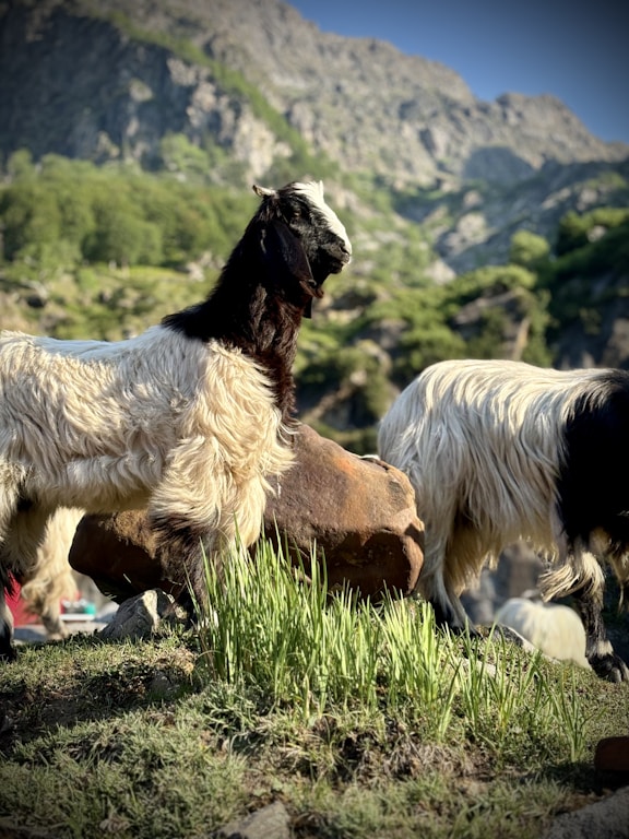 A group of goats standing on top of a lush green hillside
