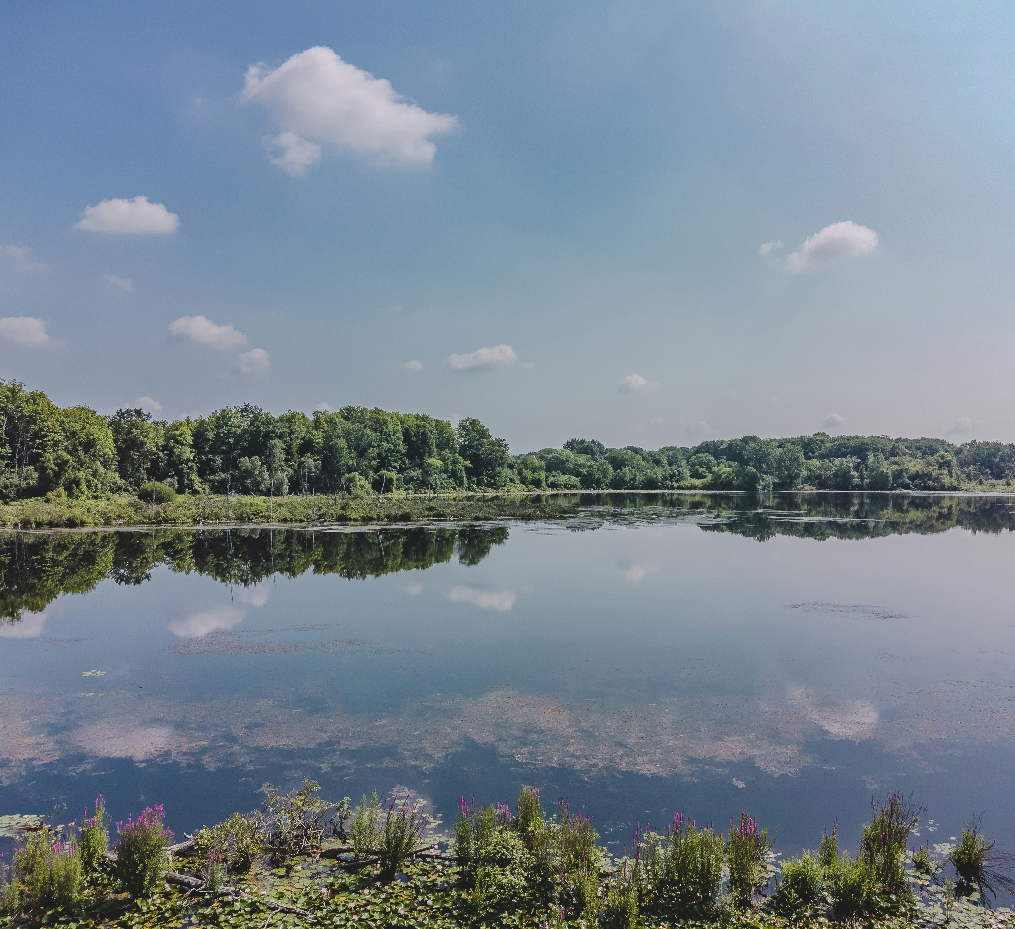 A body of water surrounded by lush green trees