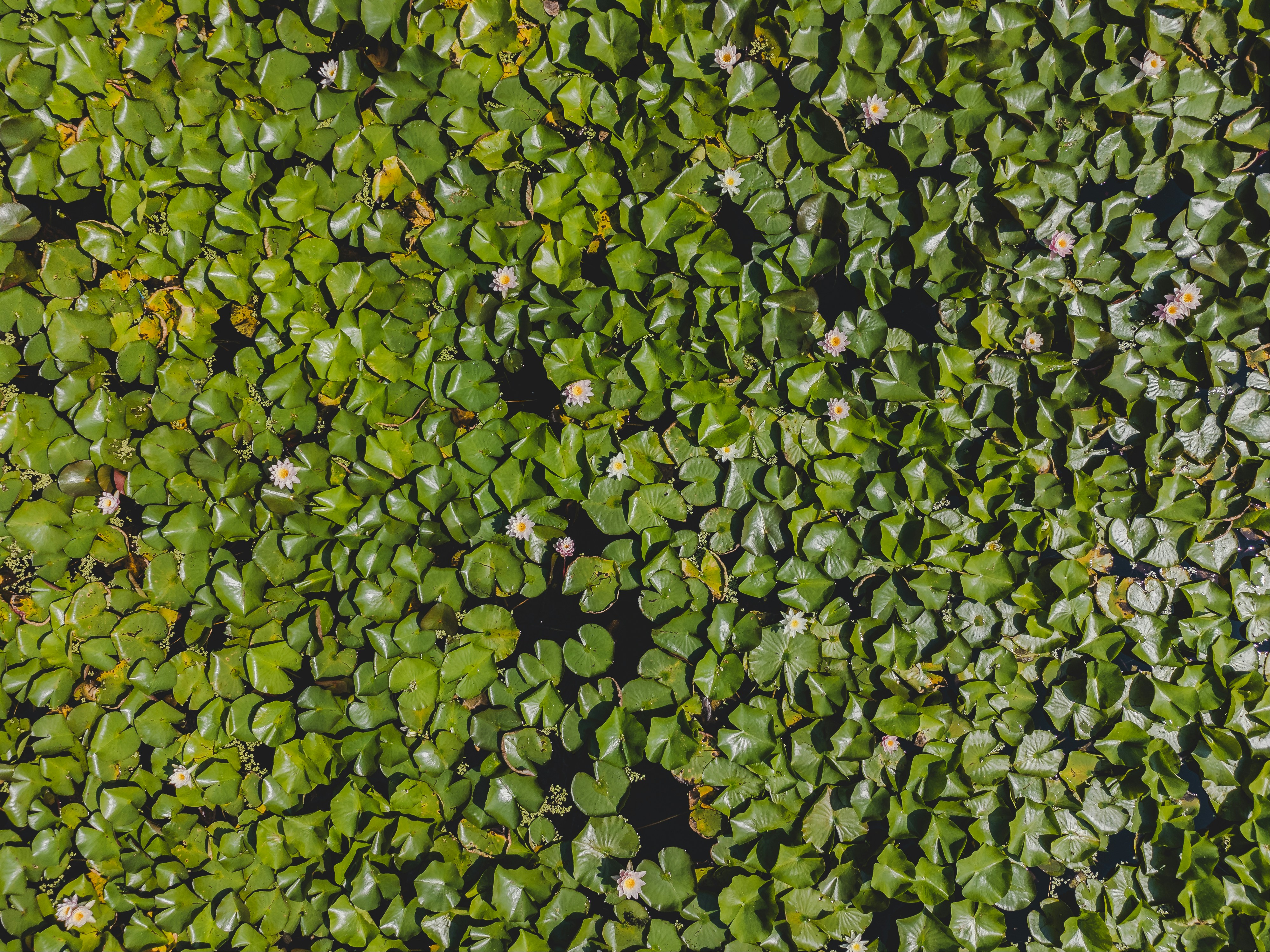 A close up of a plant with green leaves
