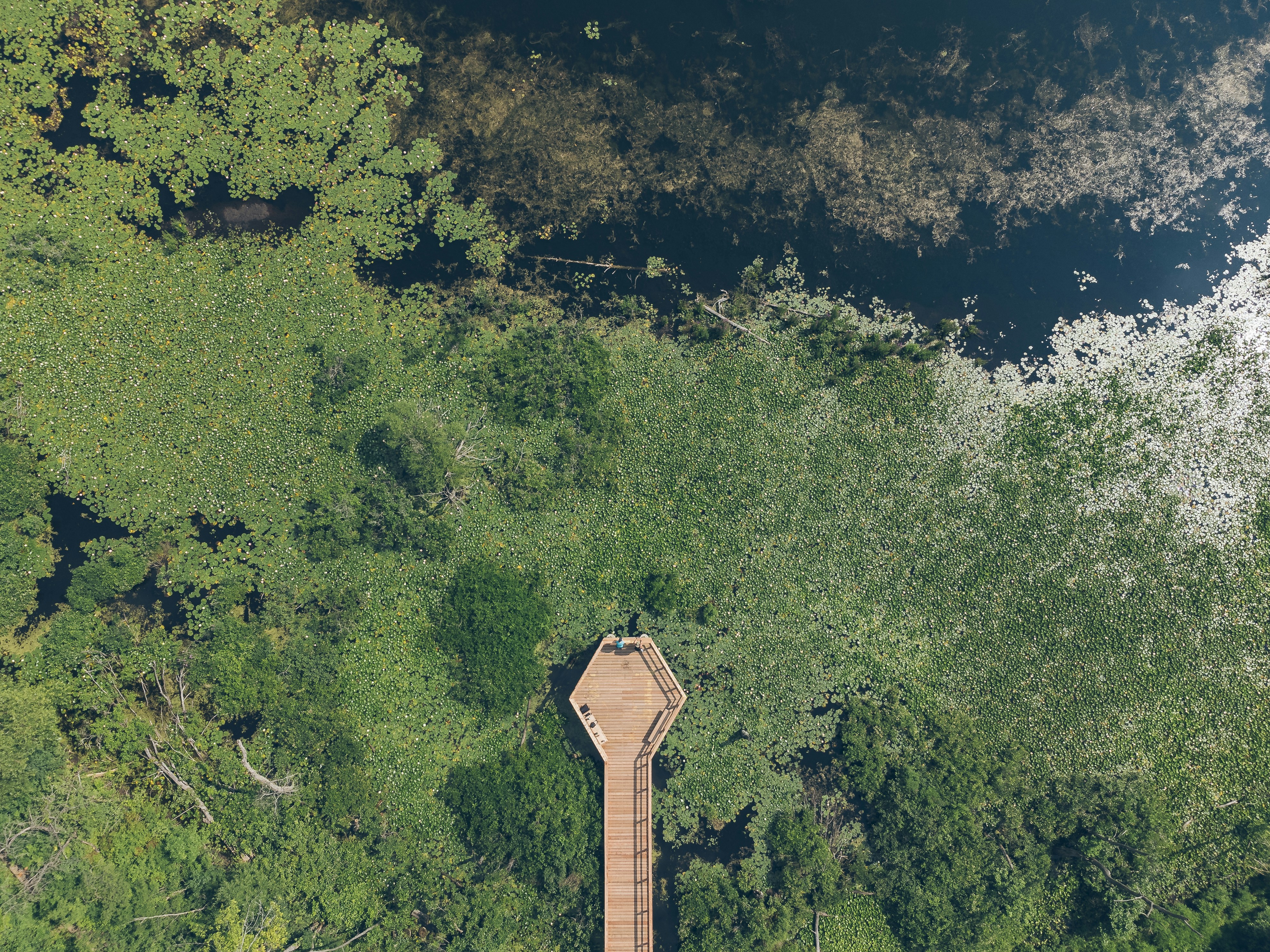 An aerial view of a walkway in the woods