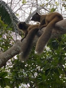 Experience lemurs ashore at our anchorage