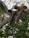 A monkey sitting on top of a tree branch