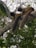 A monkey sitting on top of a tree branch