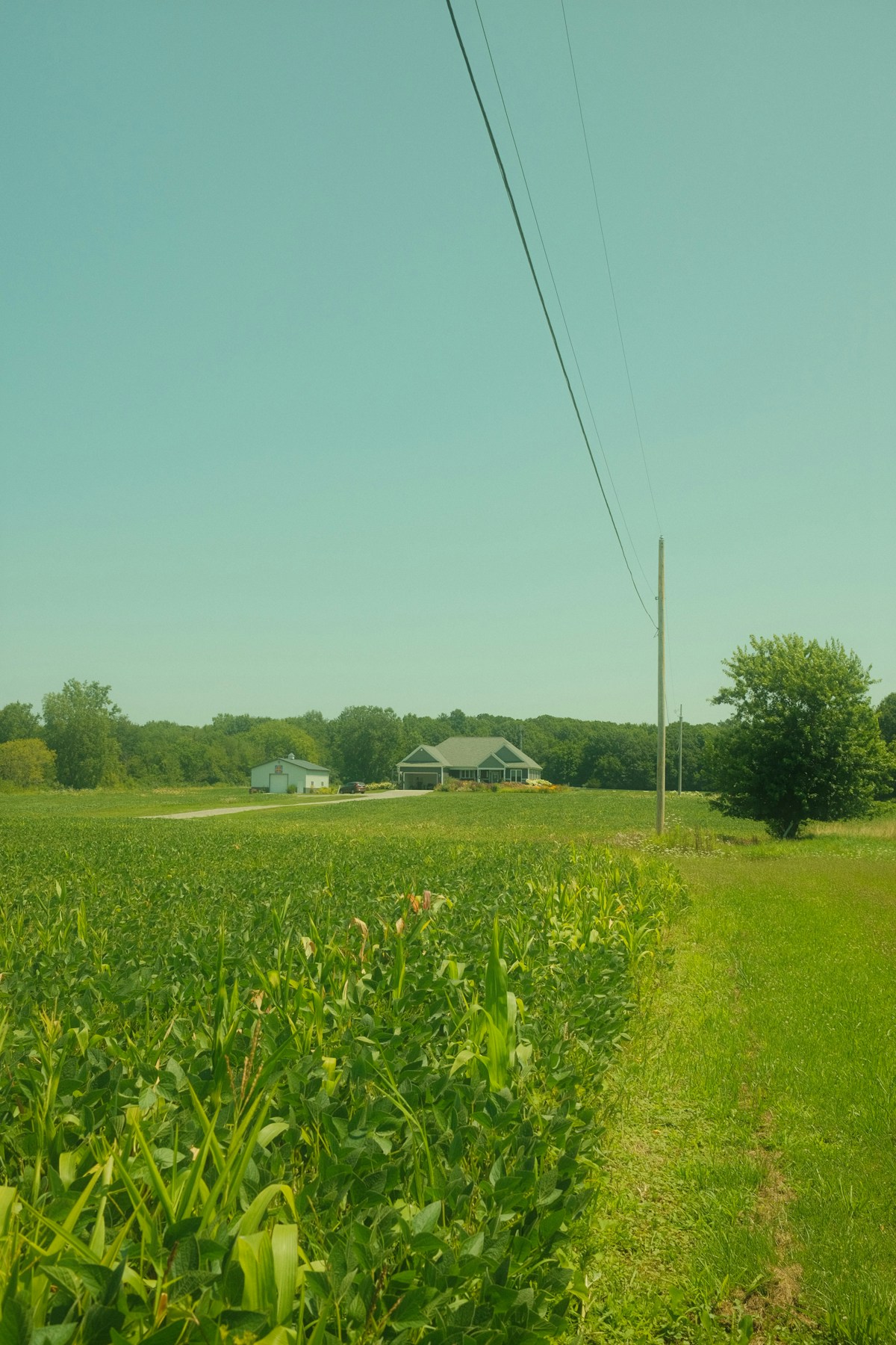Cornfield and farmhouse in Southwest Michigan Amish country