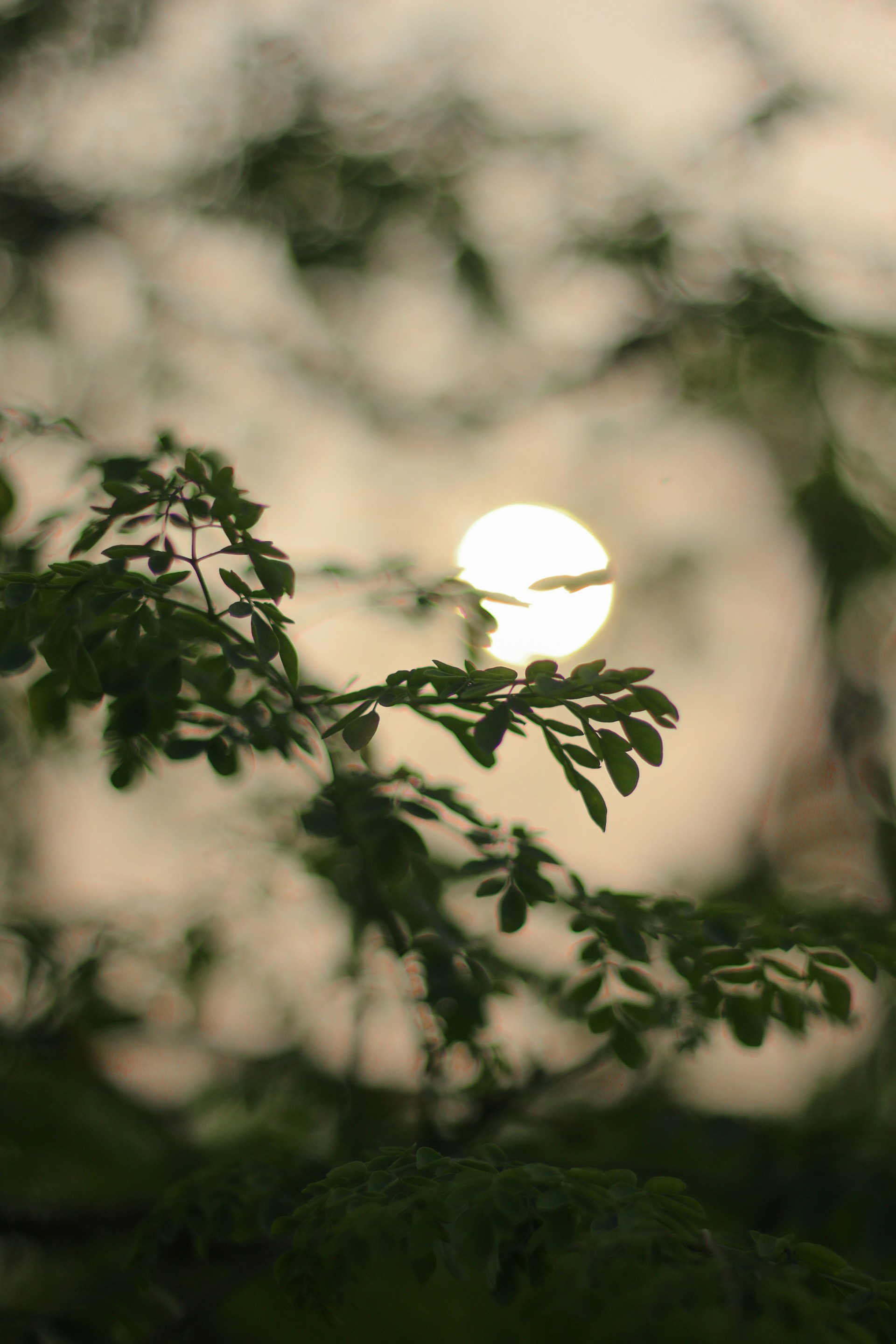 The sun shines through the branches of a tree