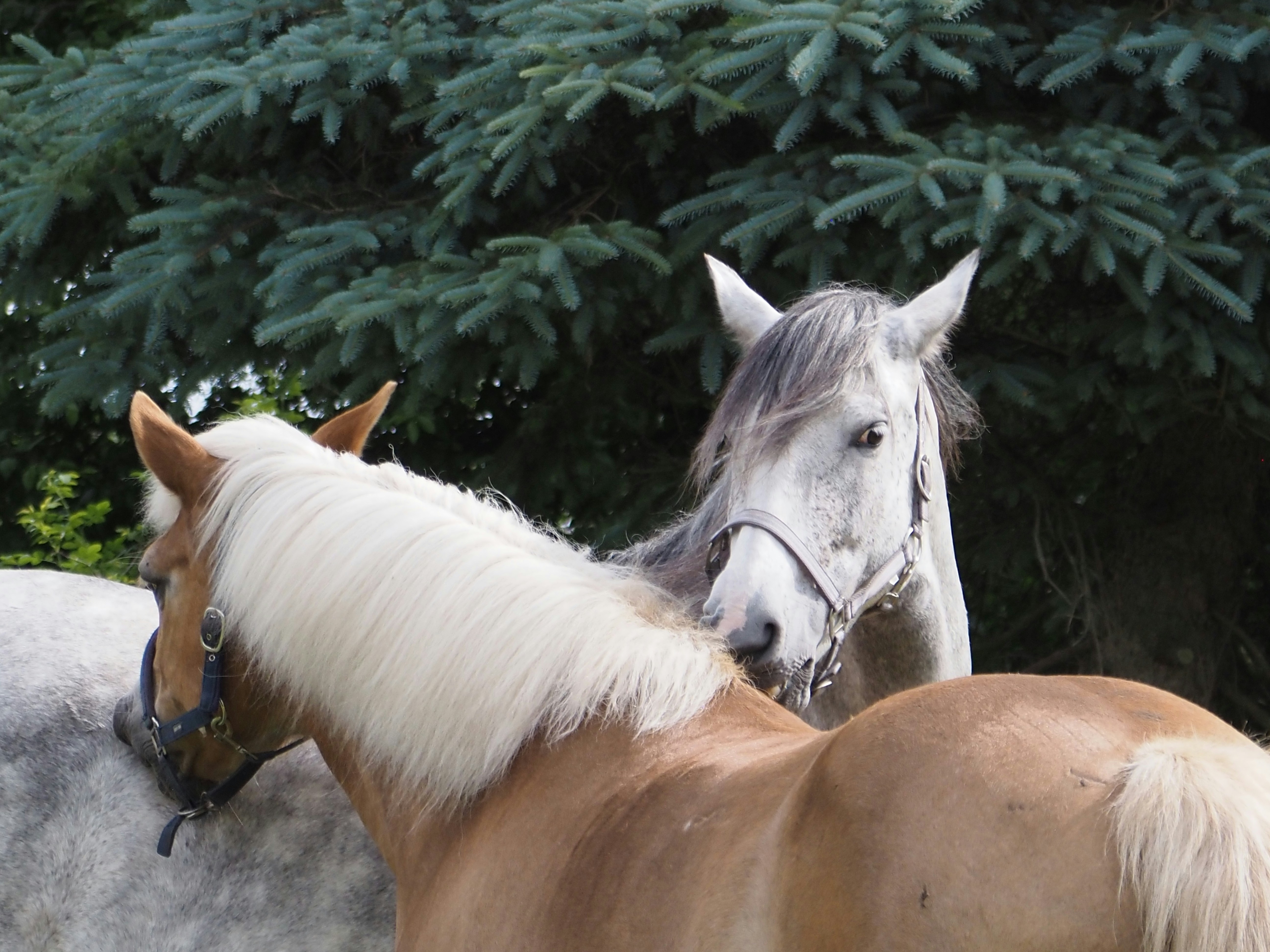 Photo by jackalope00