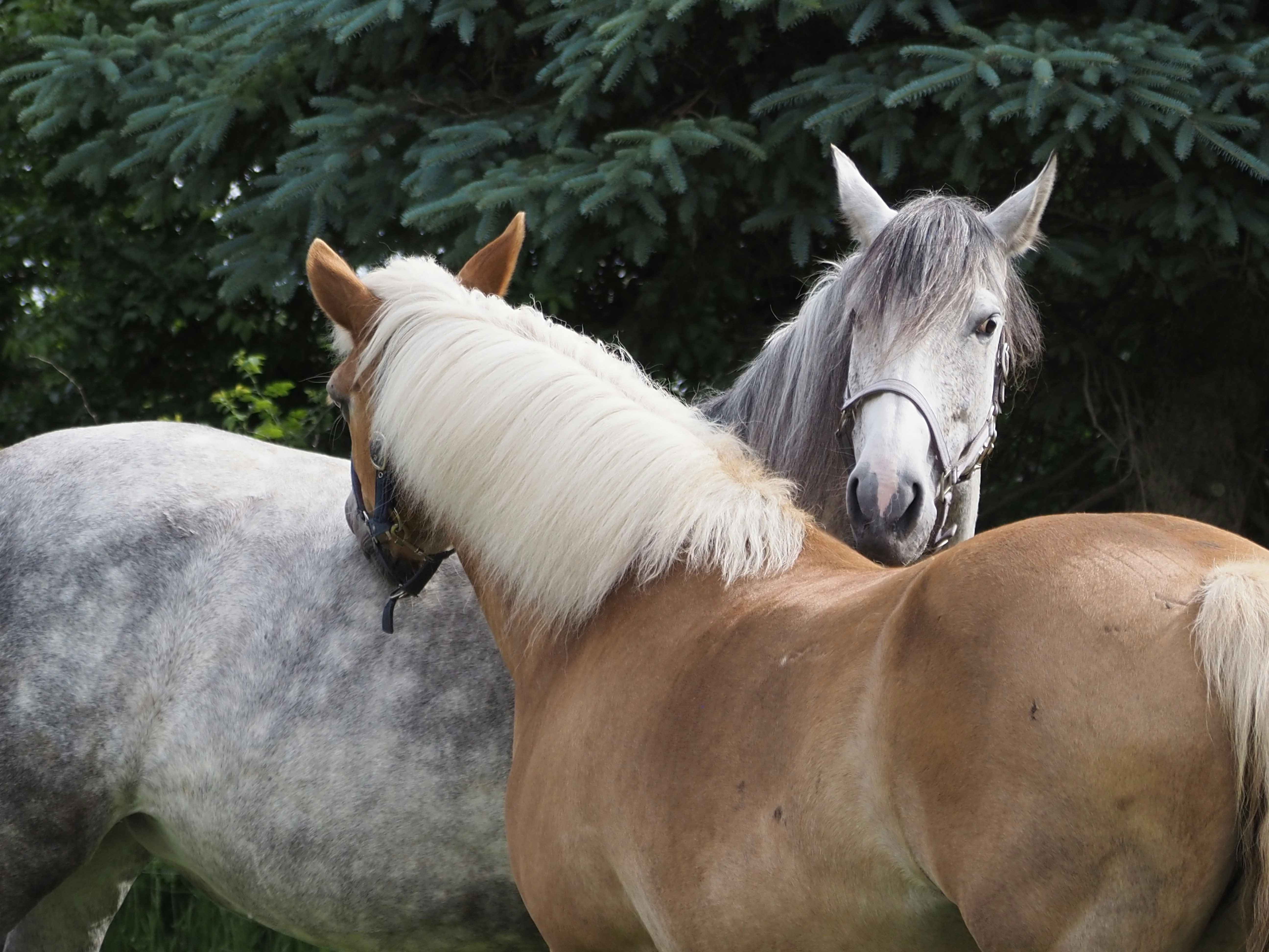 Photo by jackalope00