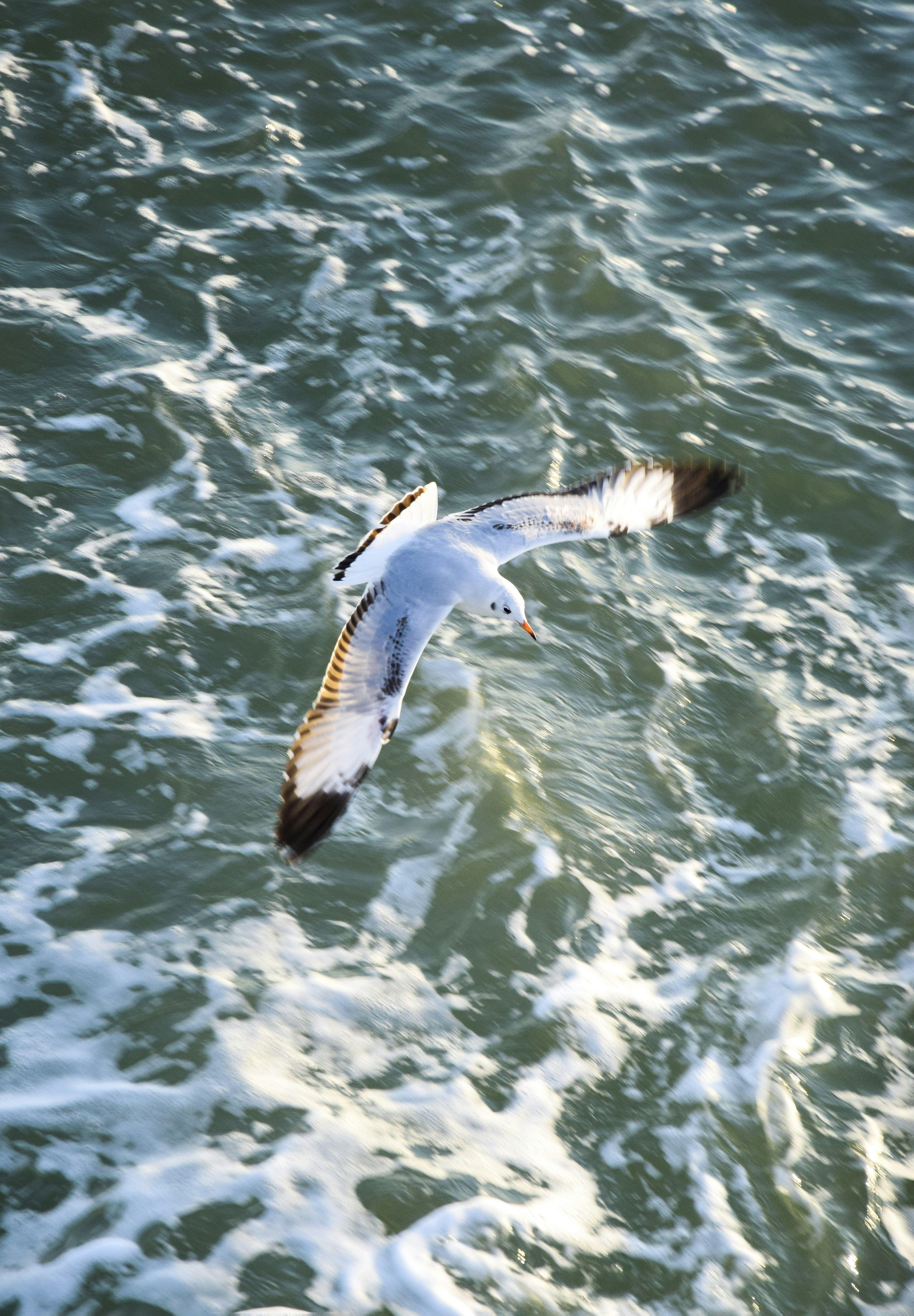 A bird flying over a body of water