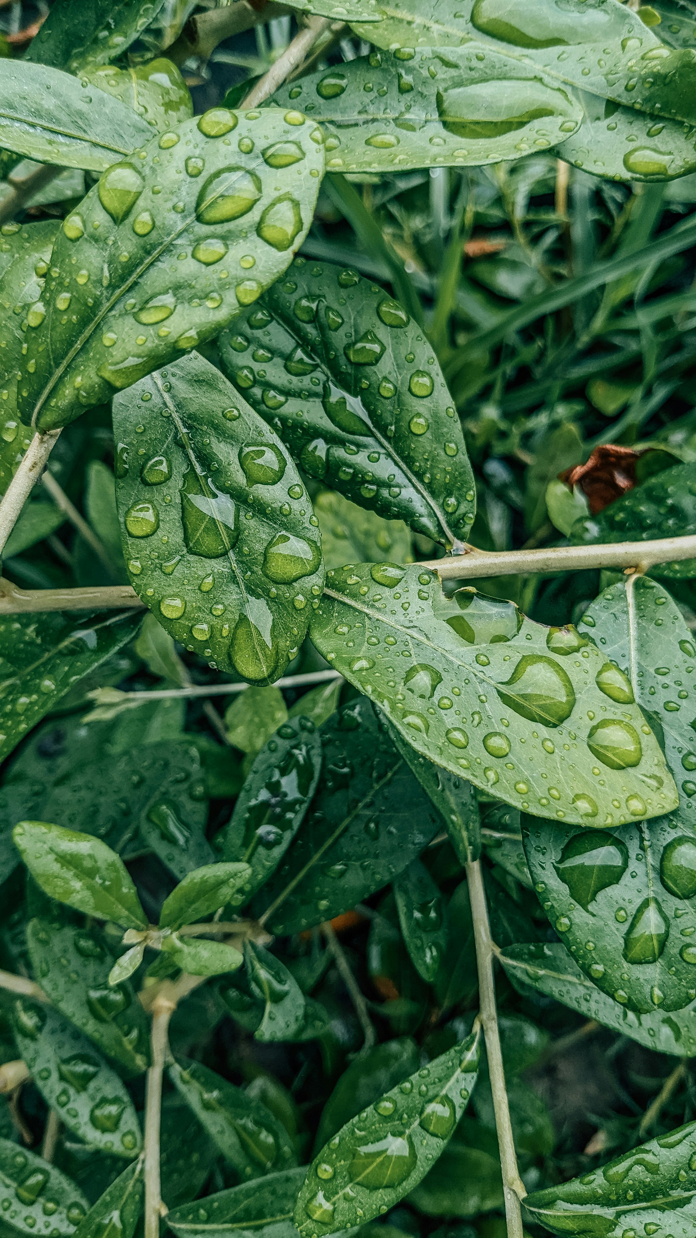 Protection Strategies for Unpredictable Spring Weather