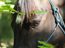A brown horse standing next to a lush green forest