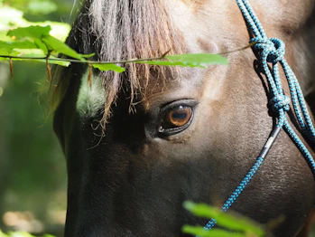 A brown horse standing next to a lush green forest