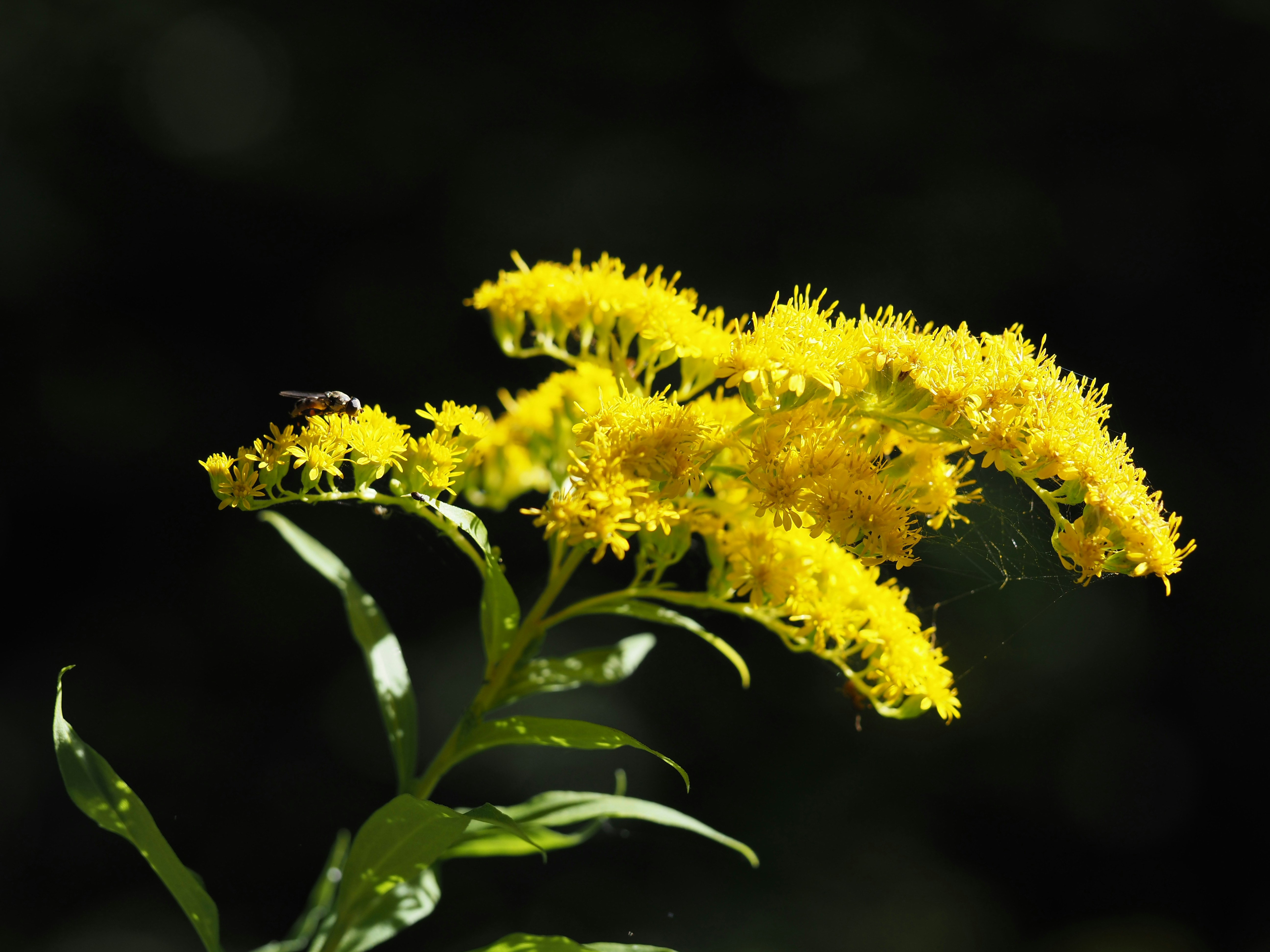 Photo by jackalope00