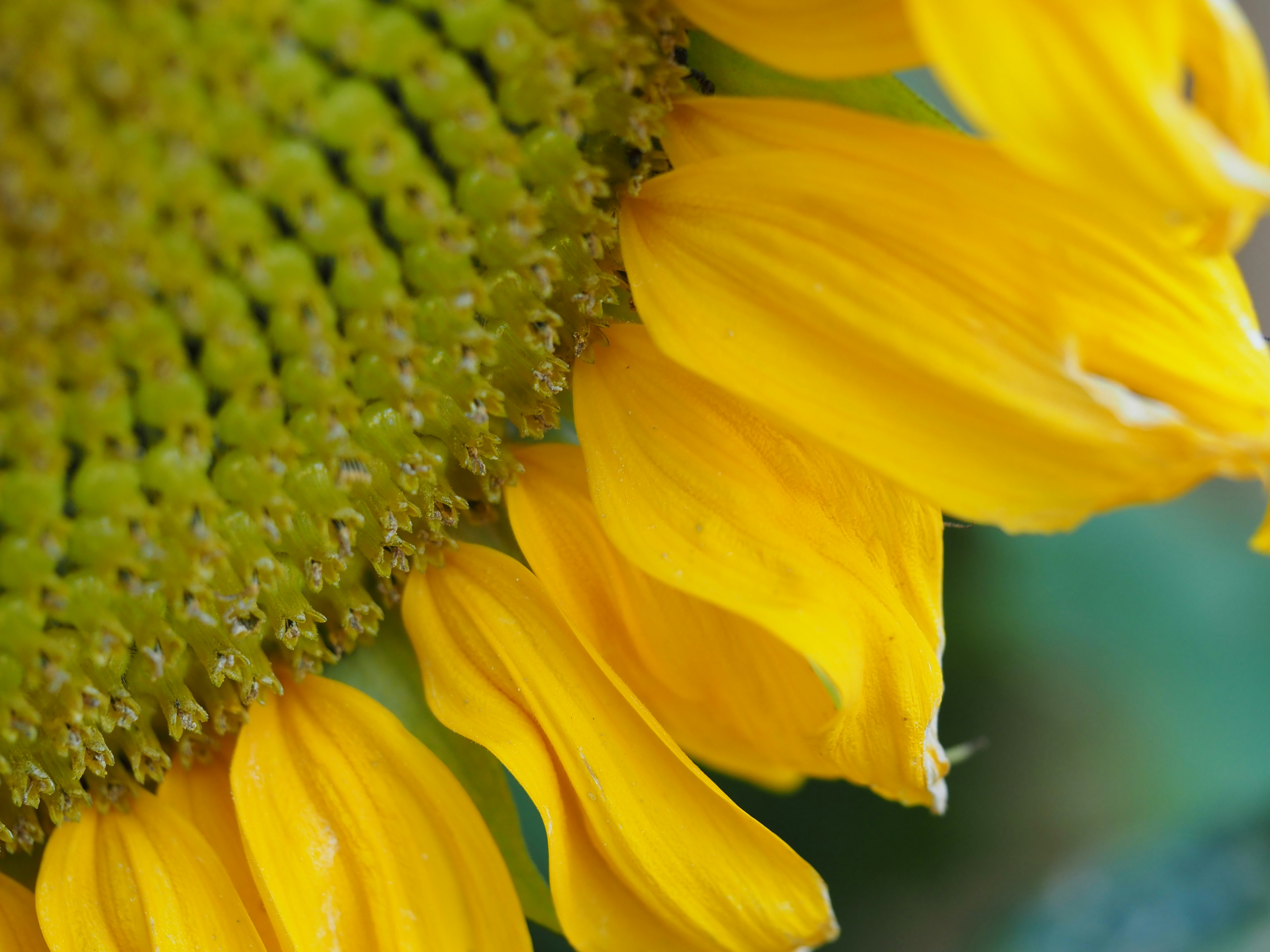 Photo by jackalope00