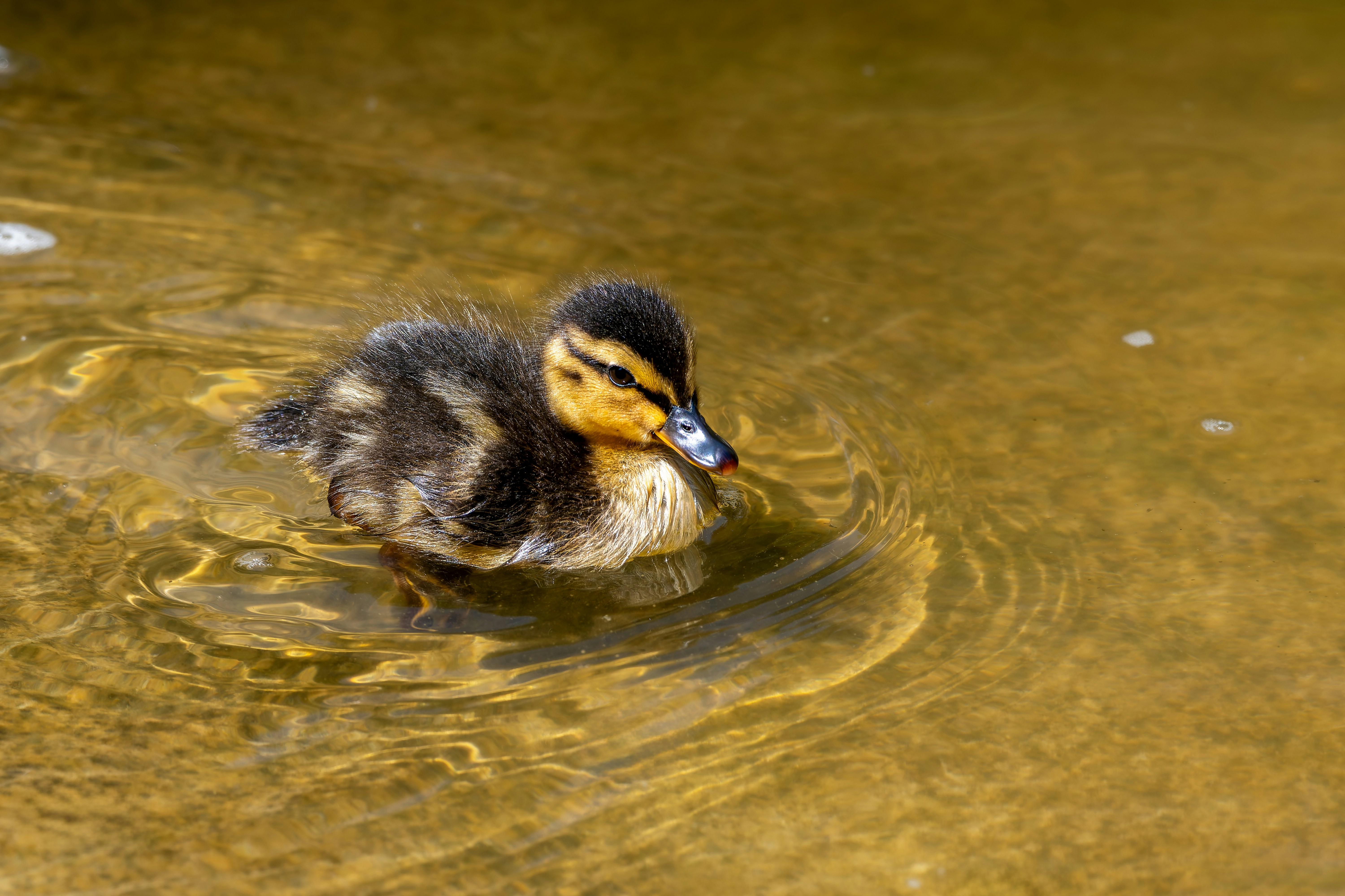 Photo by siegfriedpoepperl