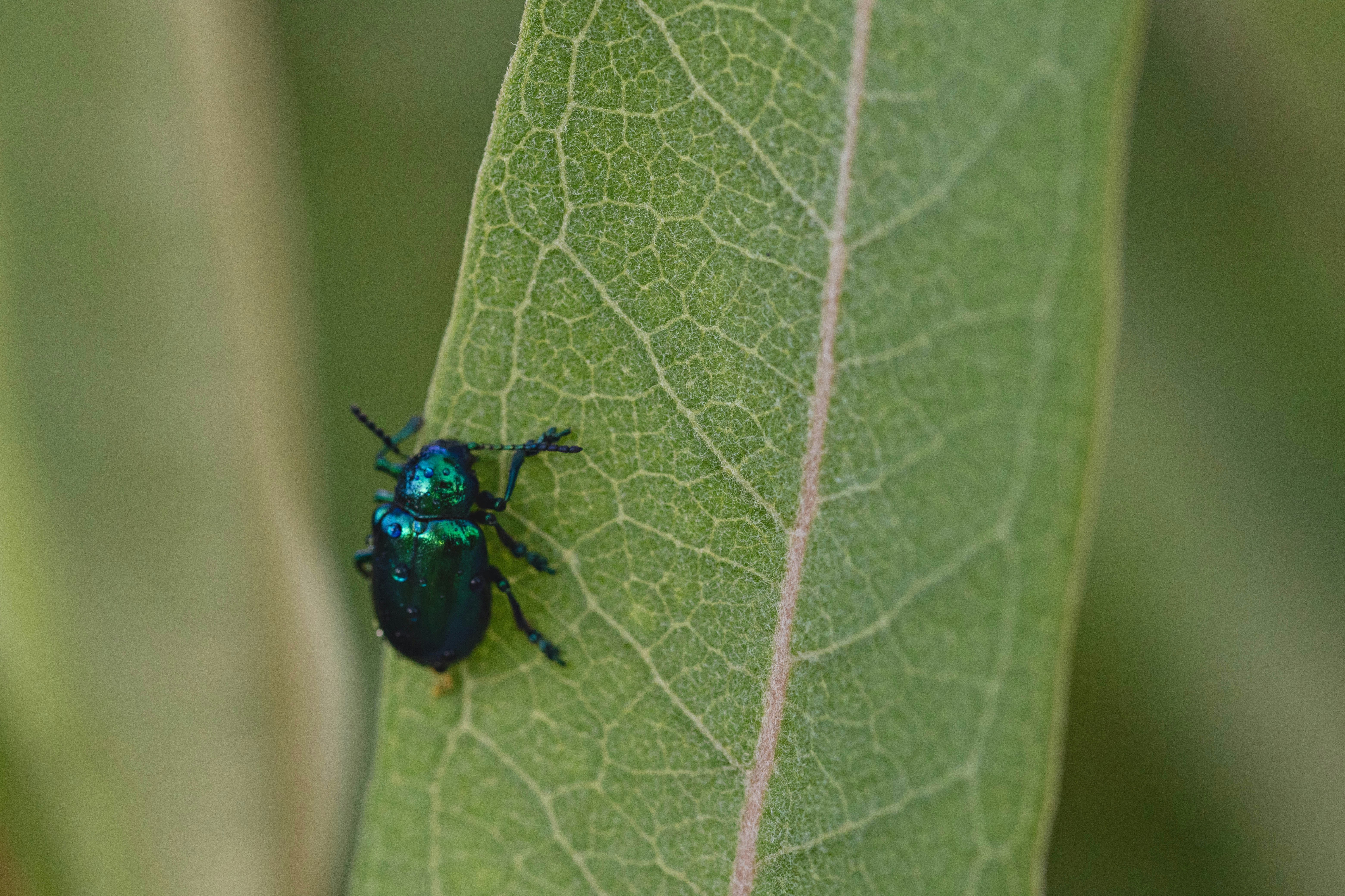 Un insecte bleu assis sur une feuille verte