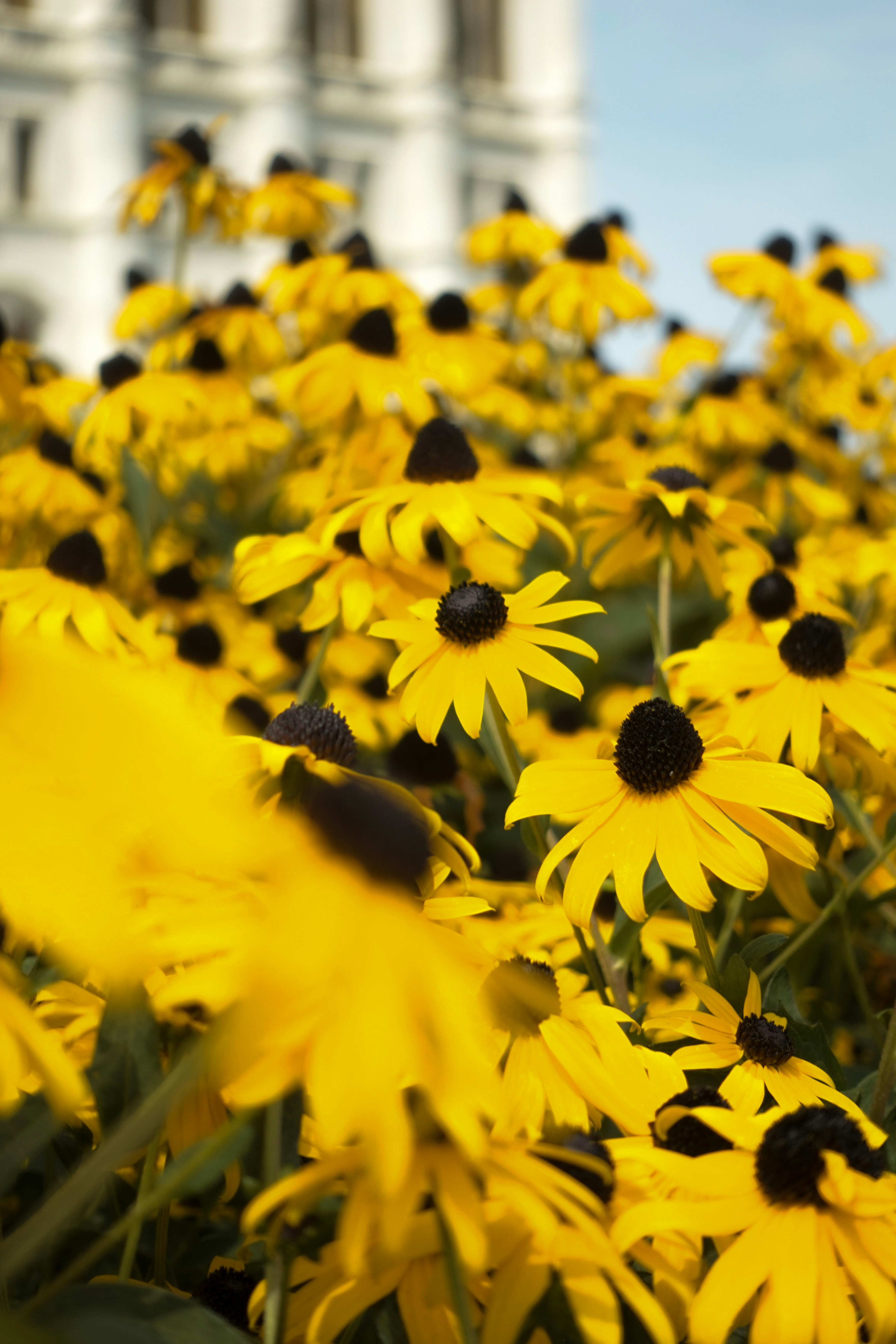 건물을 배경으로 한 노란 꽃밭