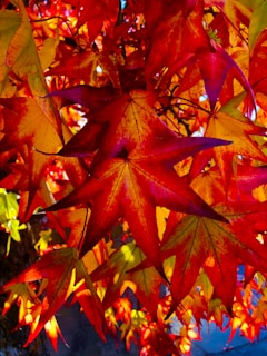A close up of a tree with red leaves