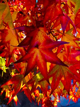 A close up of a tree with red leaves