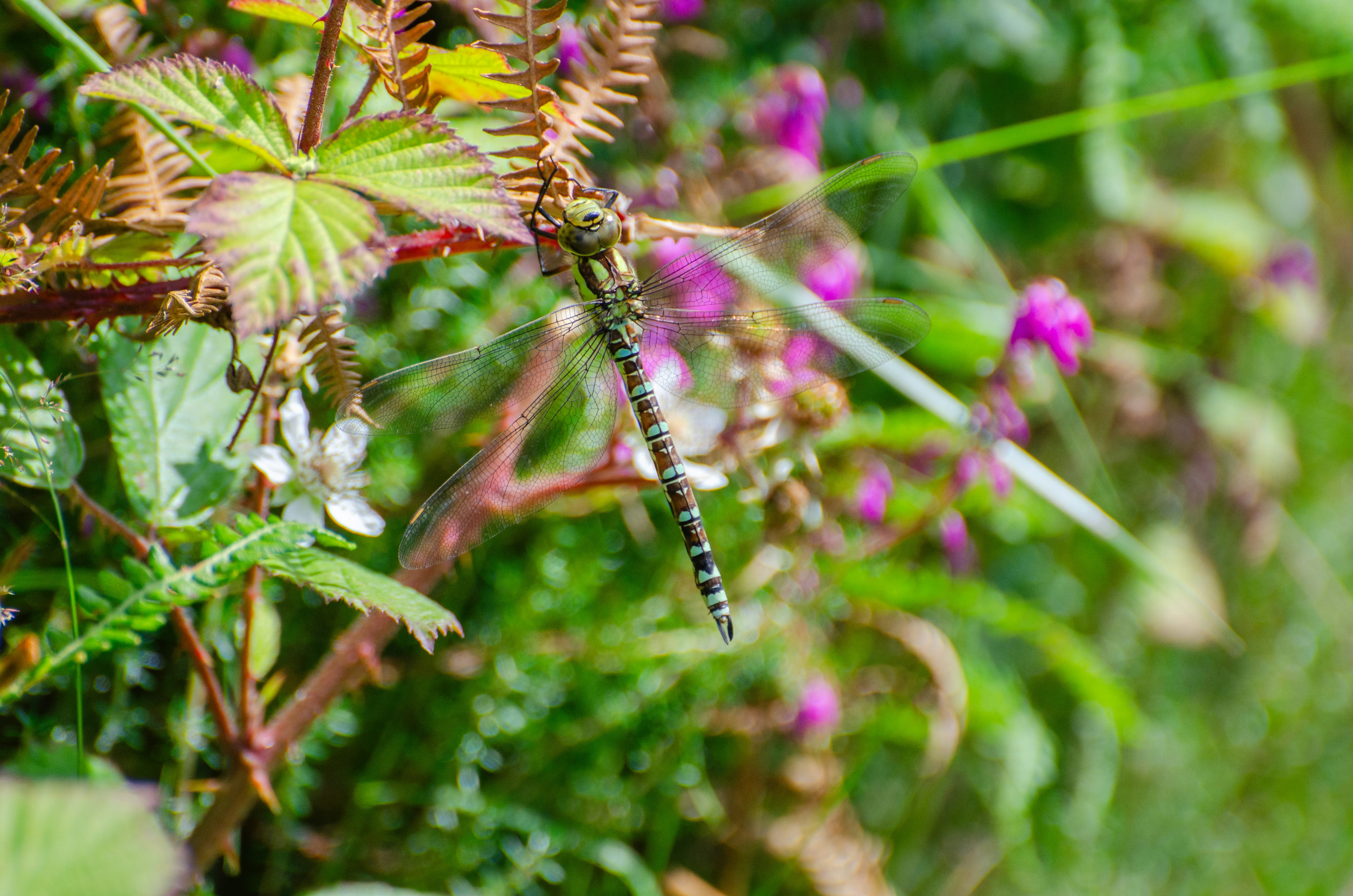 A close up of a plant with purple flowers in the background