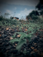 A green plant is growing in the dirt